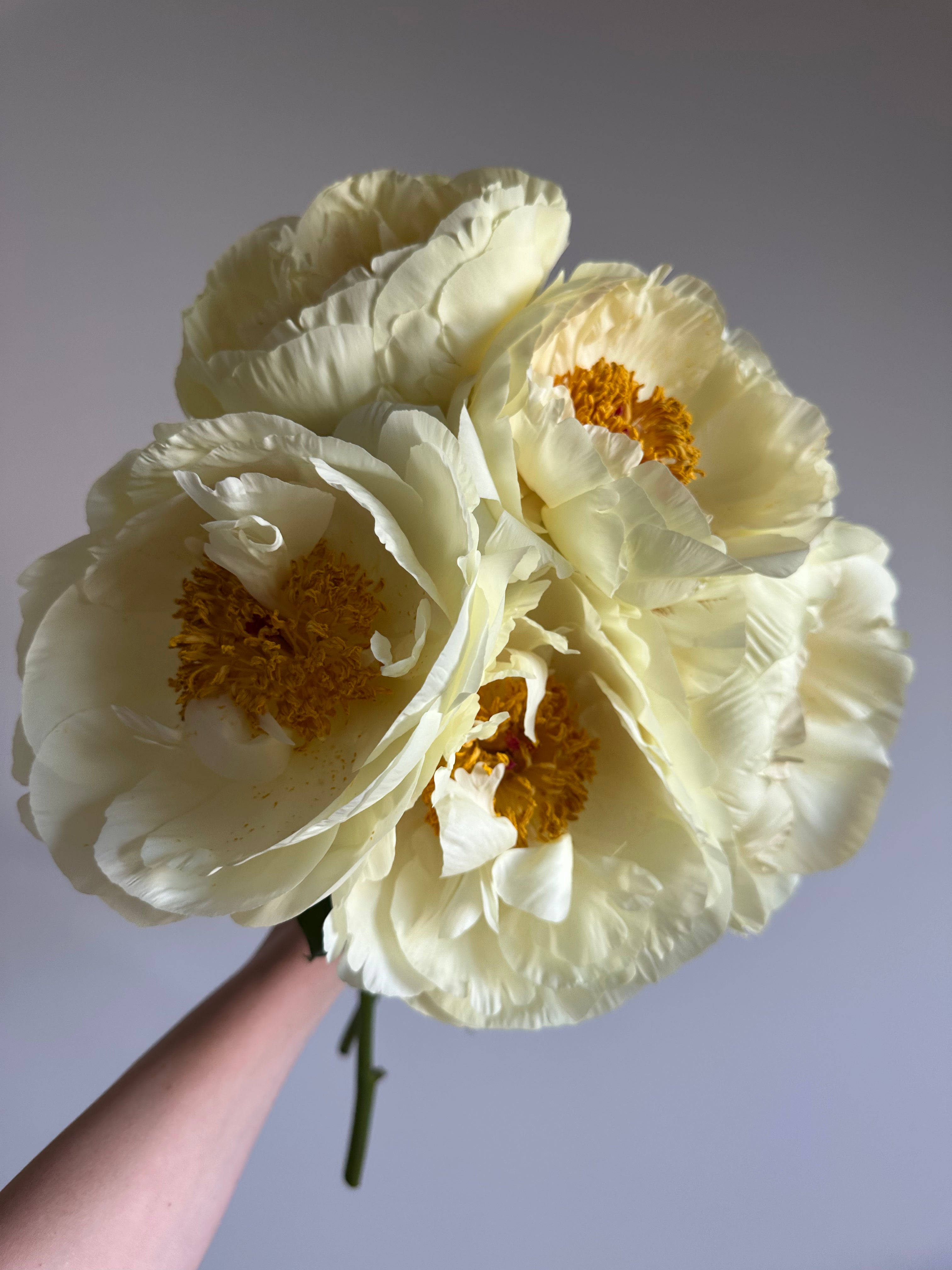 Peony Lemon Chiffon