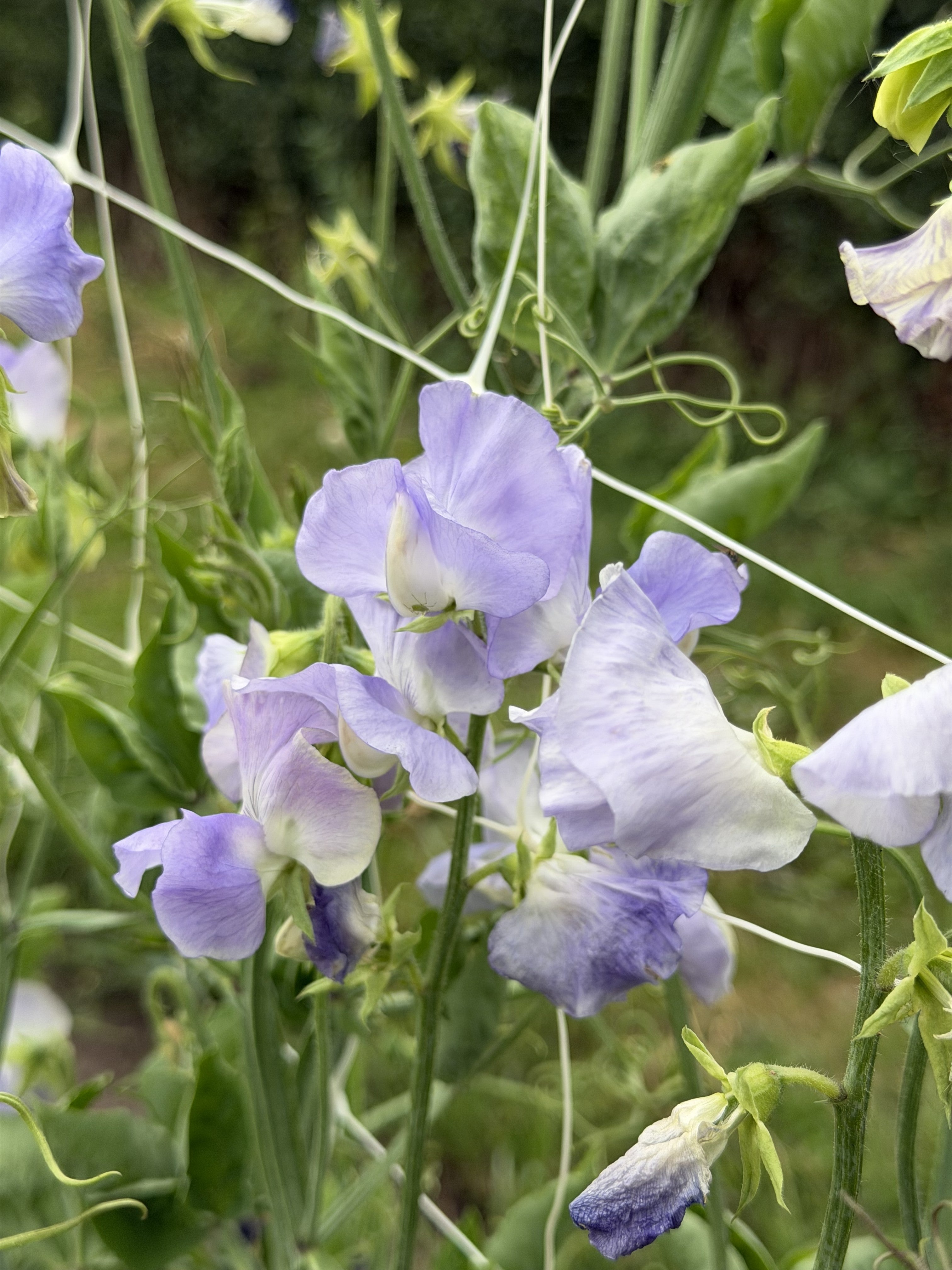 Sweet Pea Allison Louise - FluffyFlower