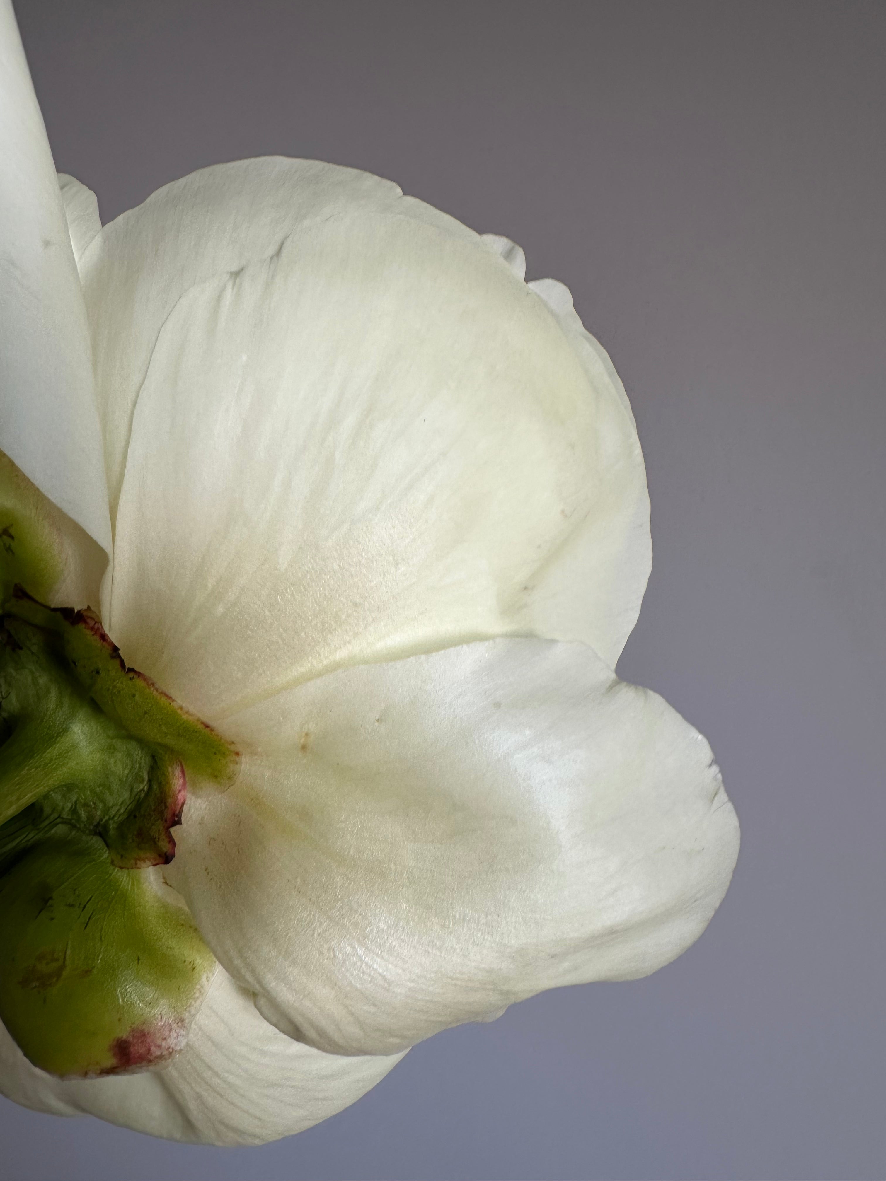 Peony Bridal Shower