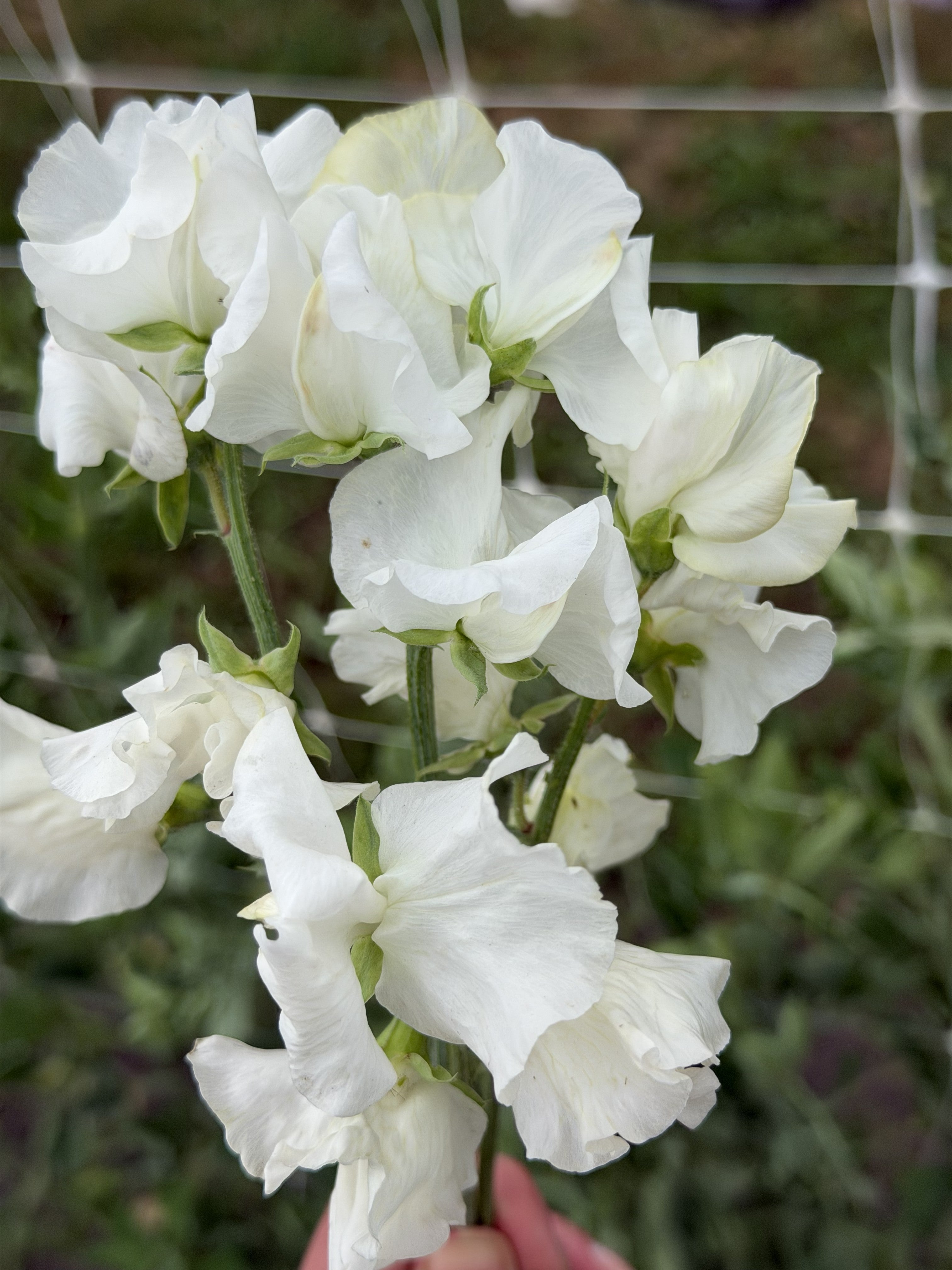 Sweet Pea Wild Swan - FluffyFlower