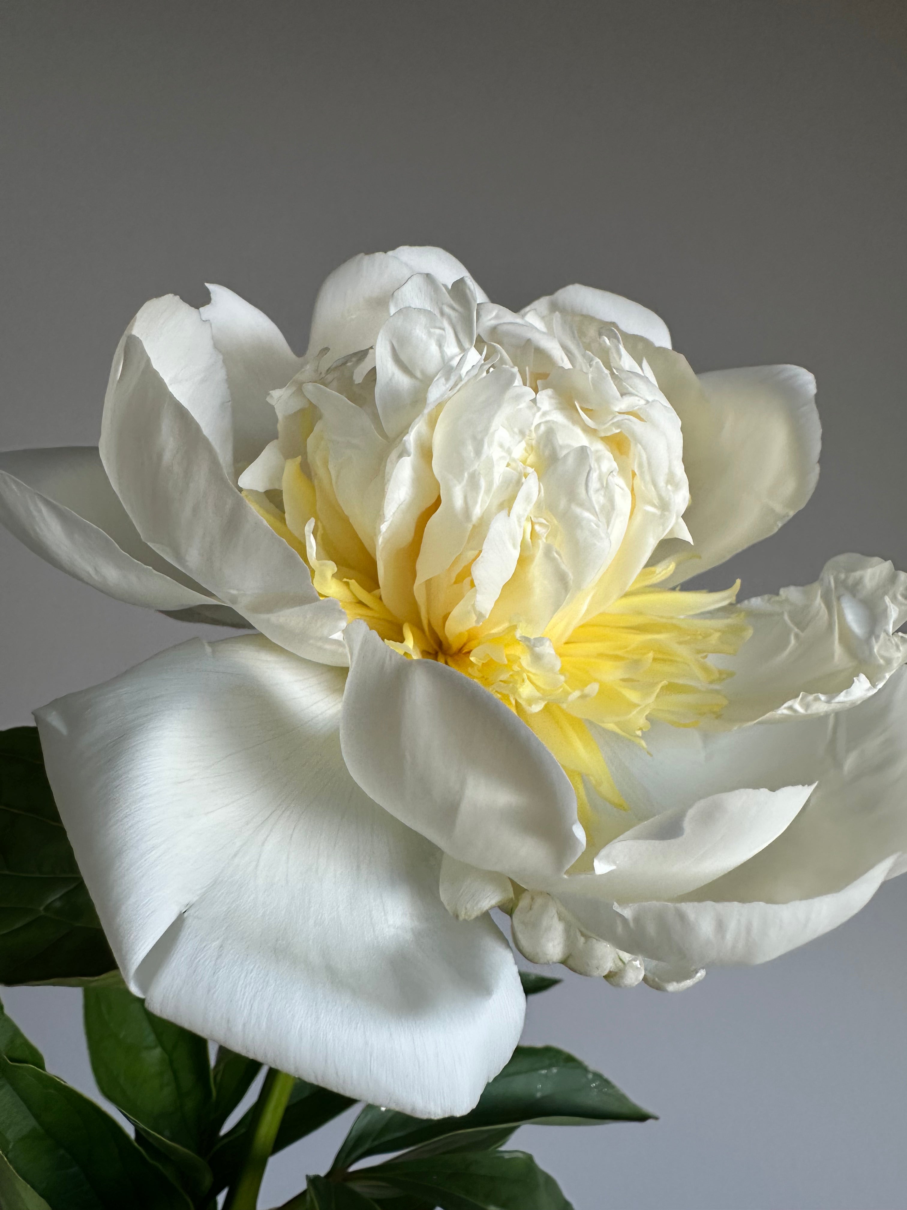 Peony Bridal Shower