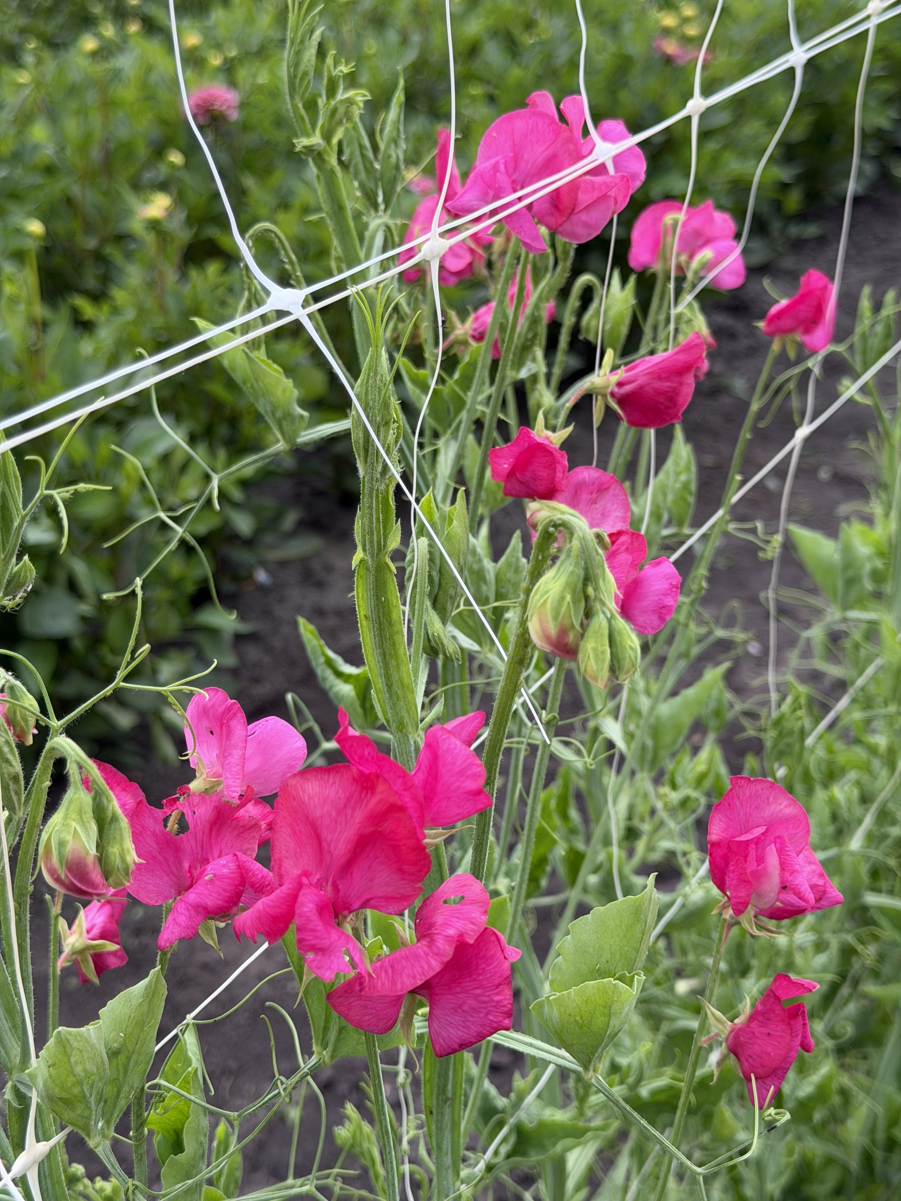 Sweet Pea Carlotta - FluffyFlower