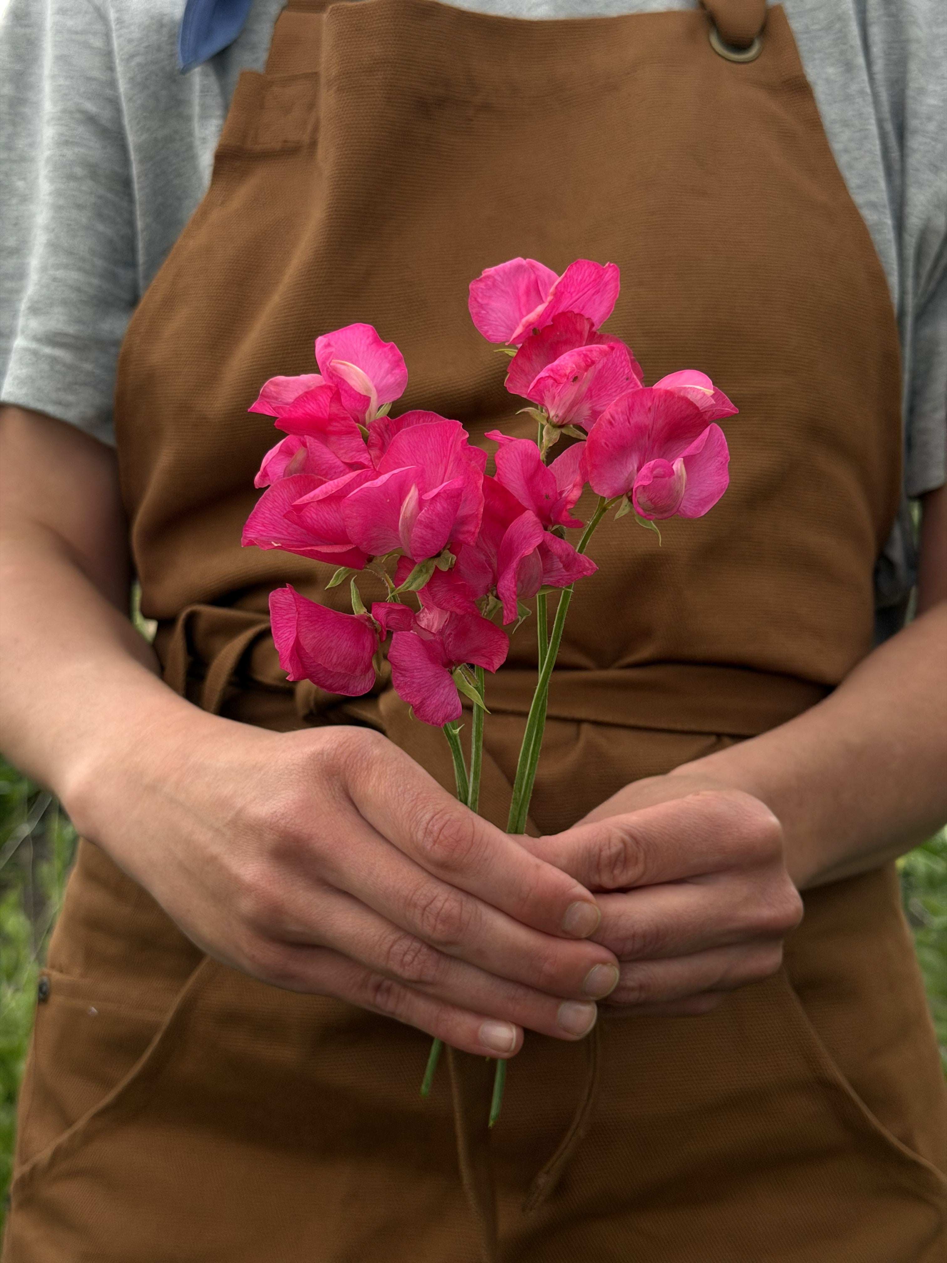 Sweet Pea Carlotta - FluffyFlower