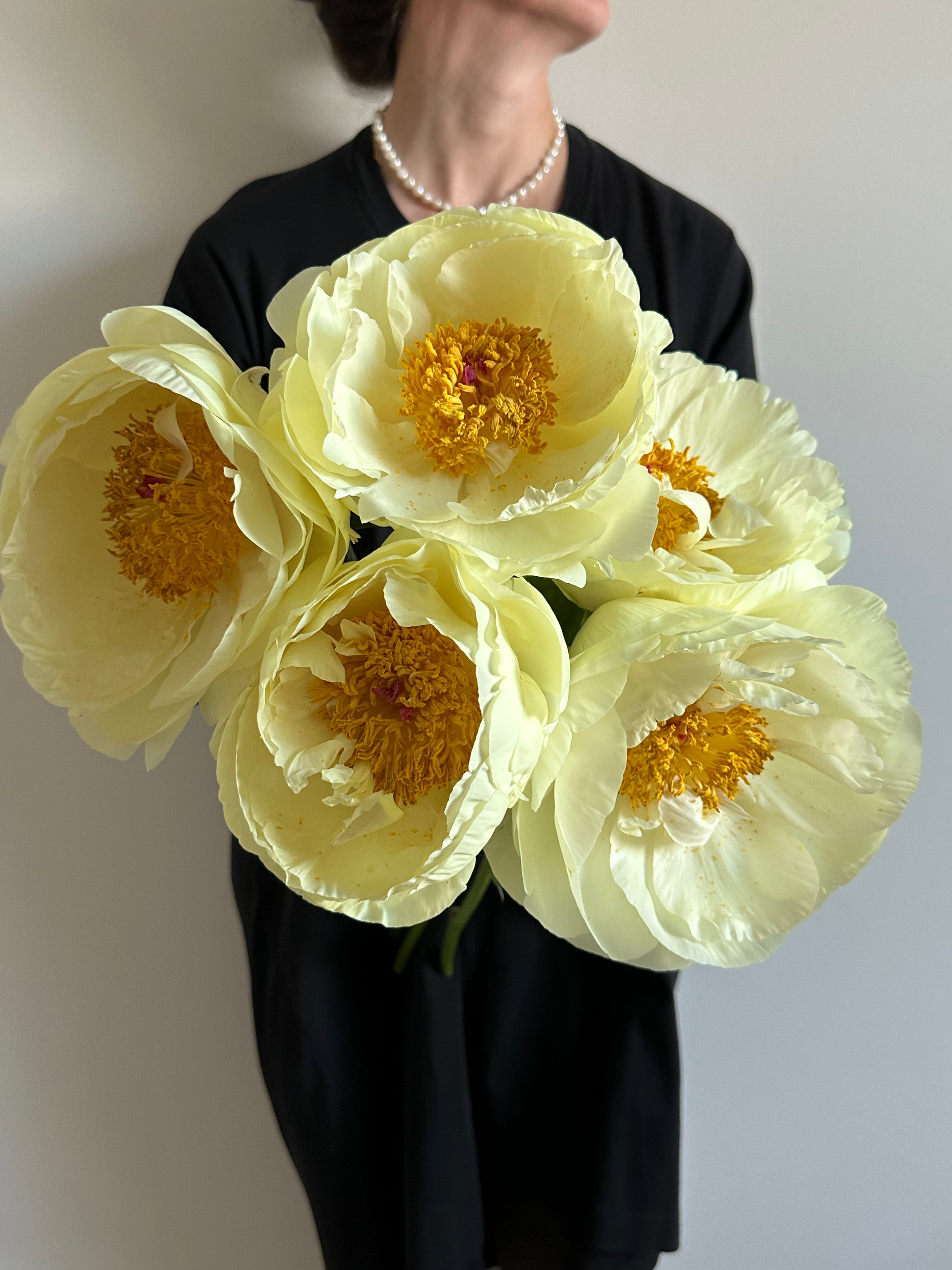 Peony Lemon Chiffon