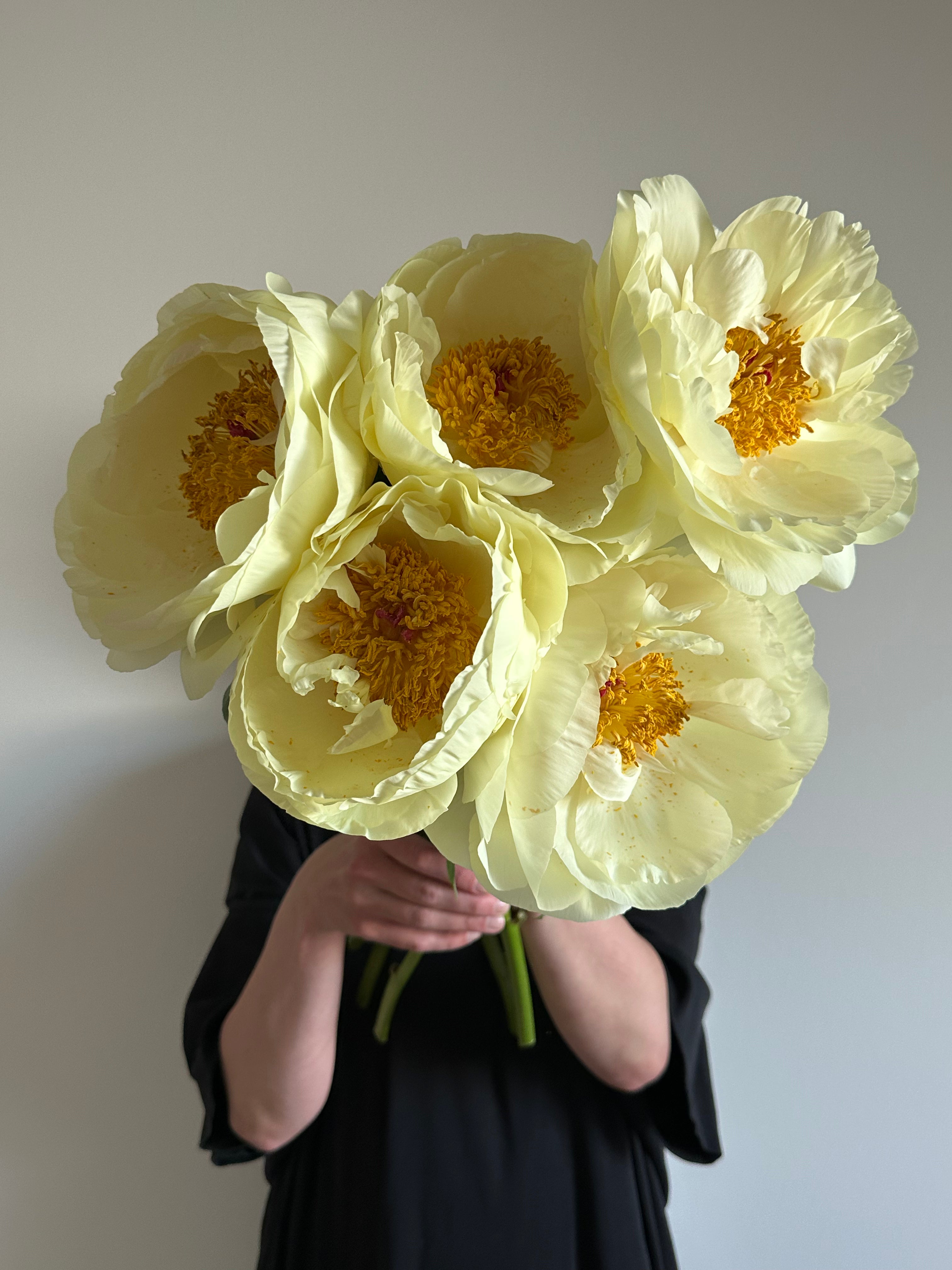Peony Lemon Chiffon