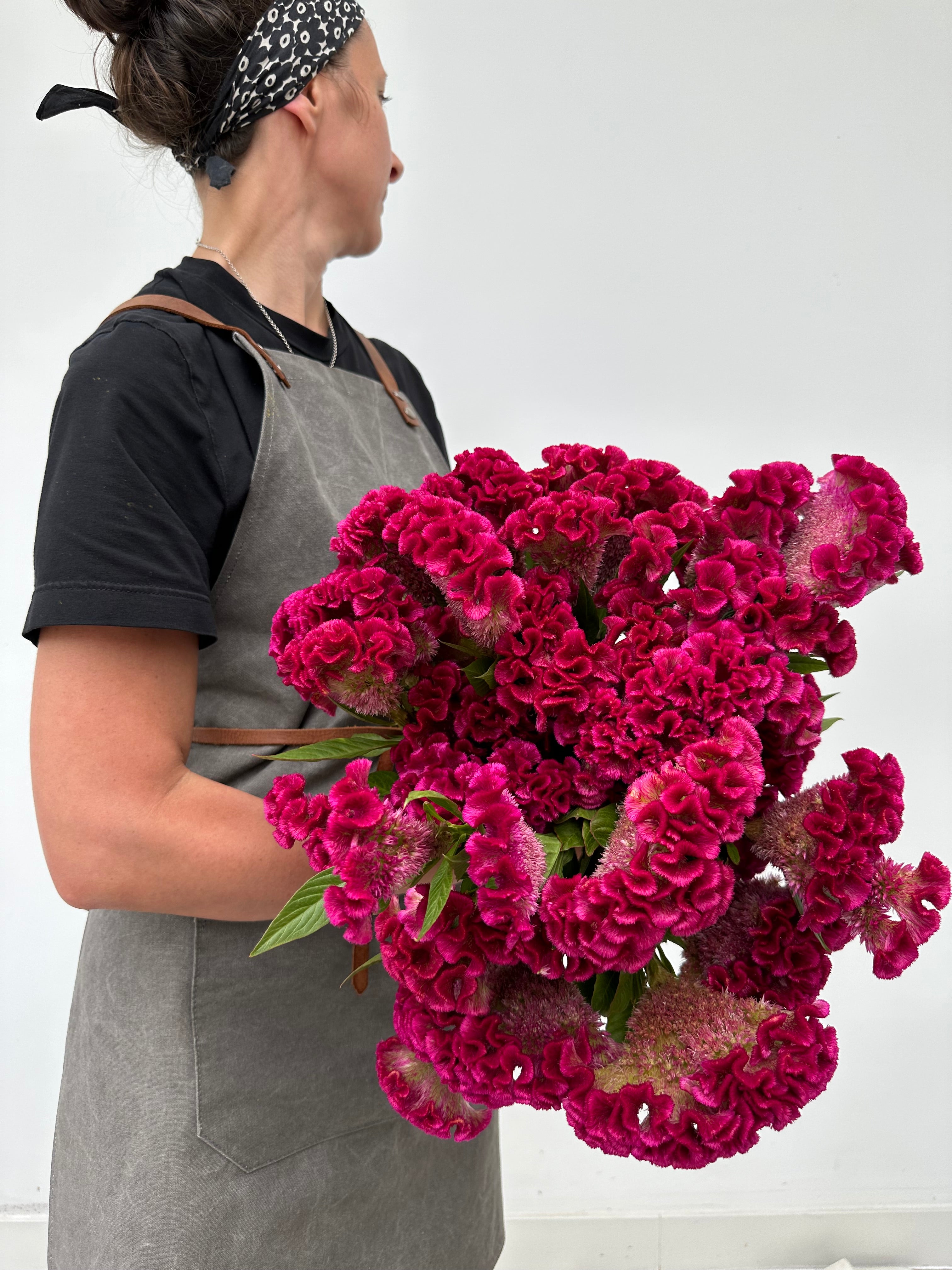 Celosia Bar Bora Purple