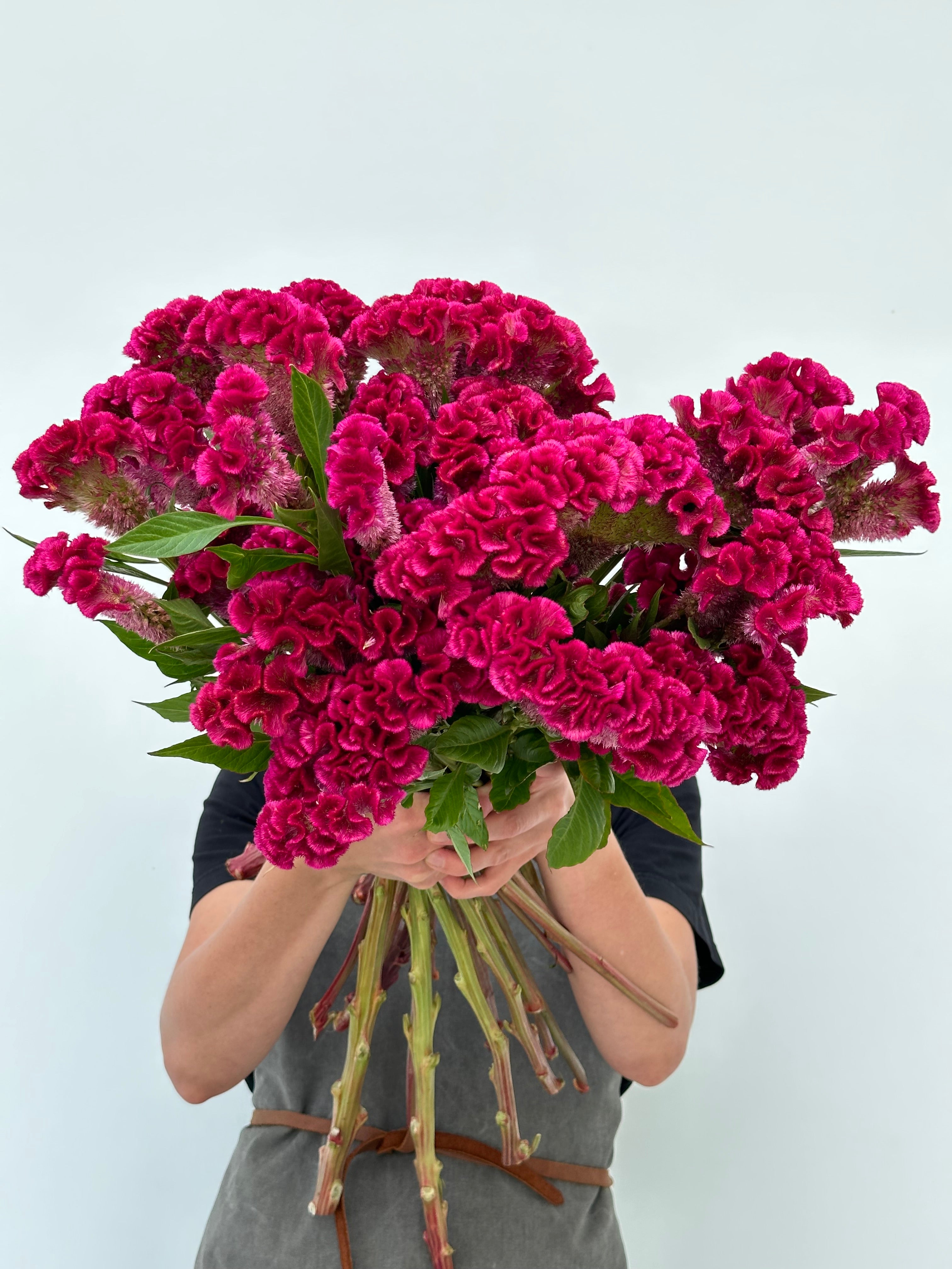 Celosia Bar Bora Purple