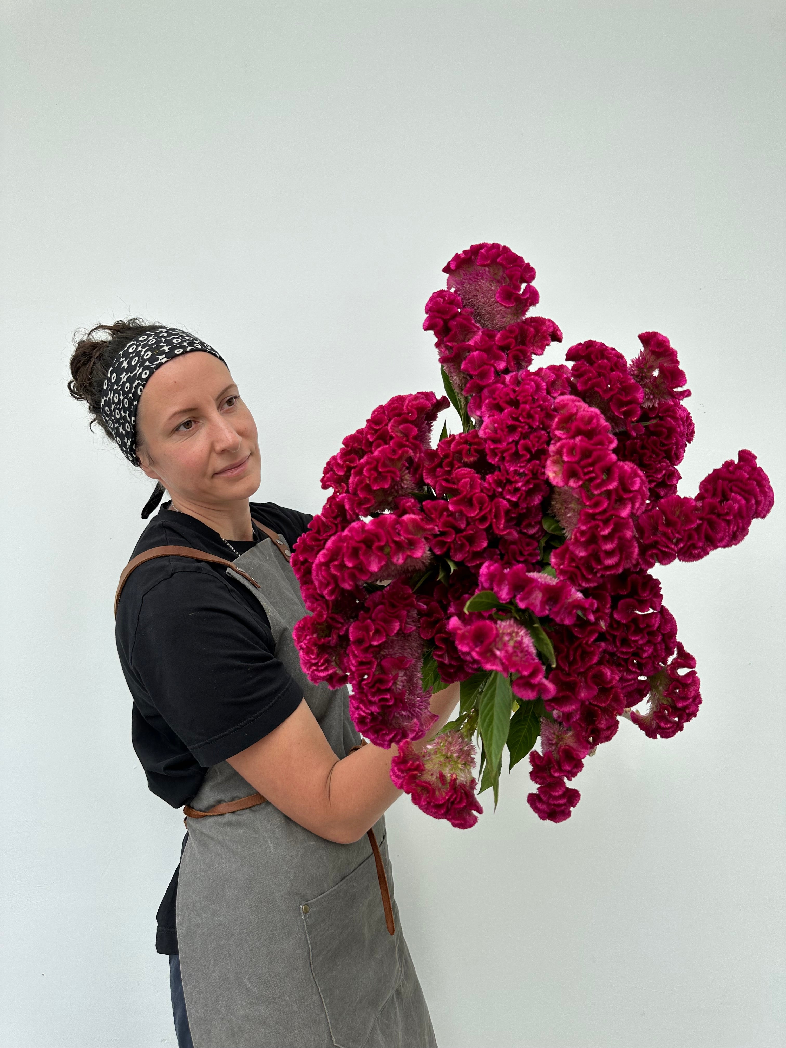 Celosia Bar Bora Purple