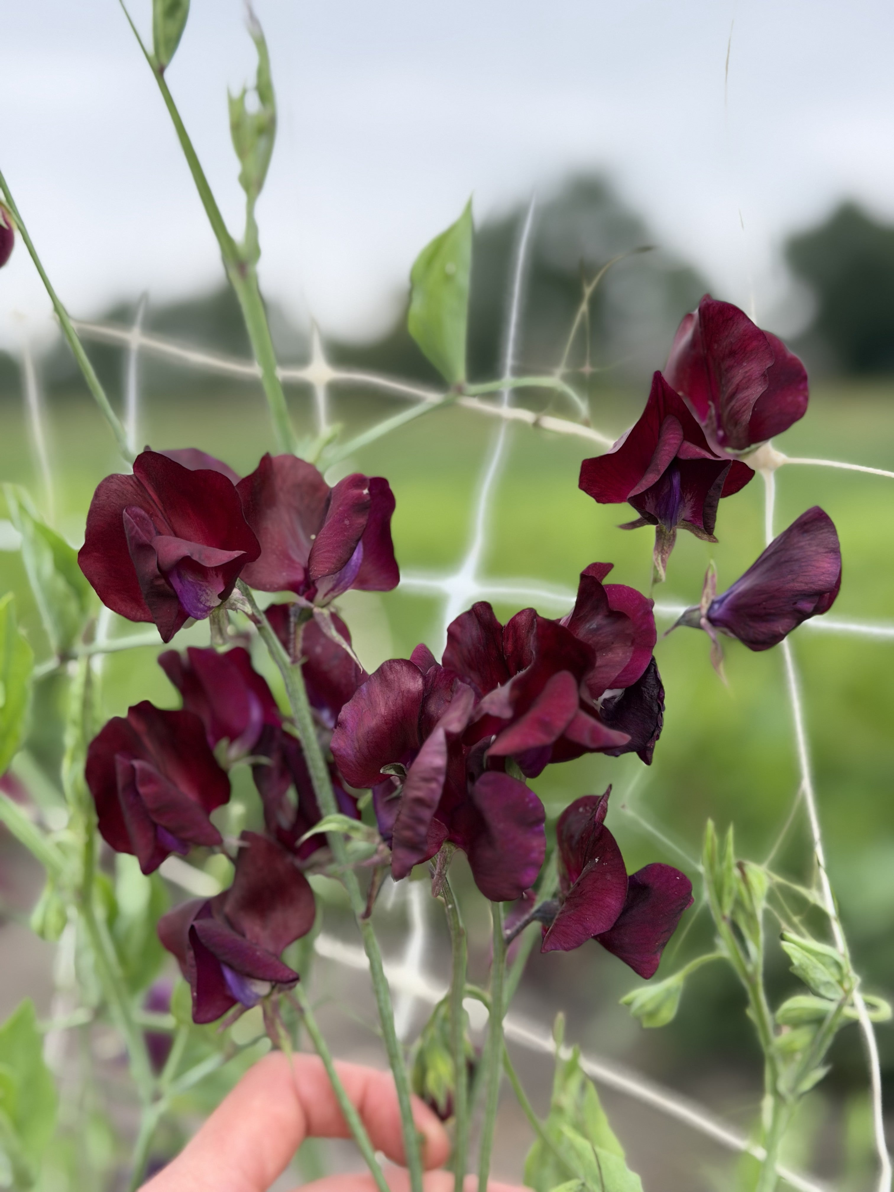 Sweet Pea Beaujolais - FluffyFlower