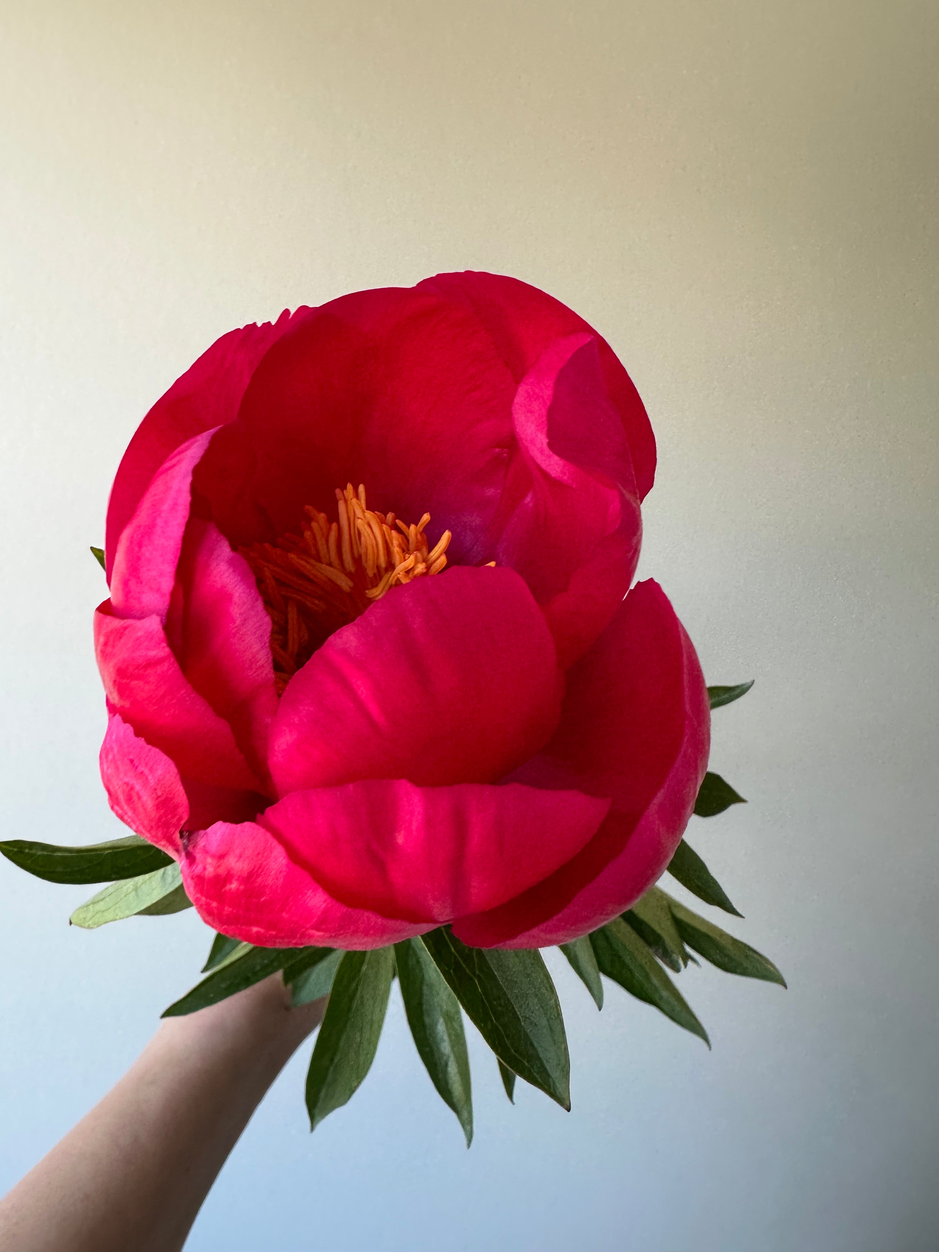 Peony Coral Magic