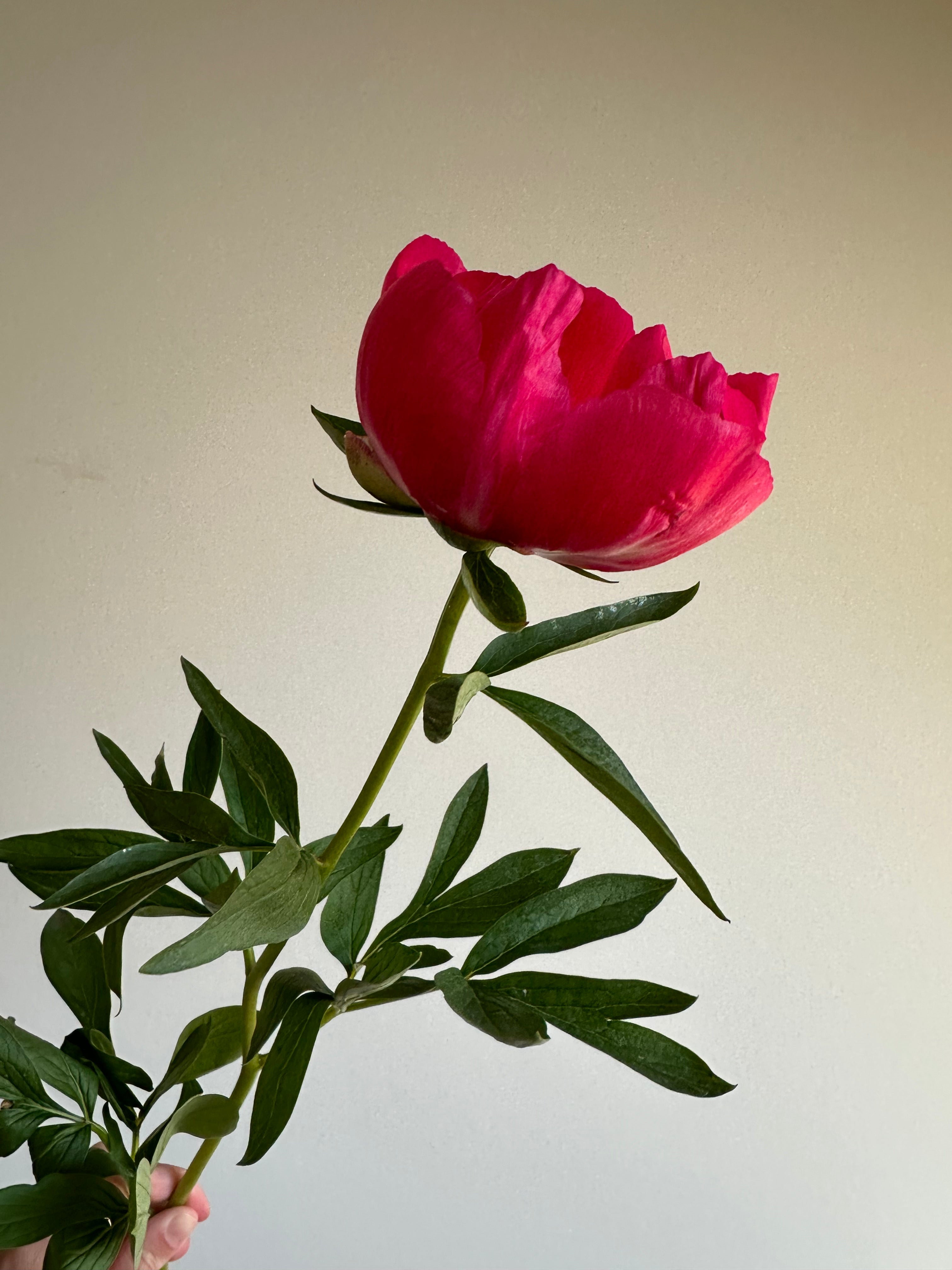 Peony Coral Magic