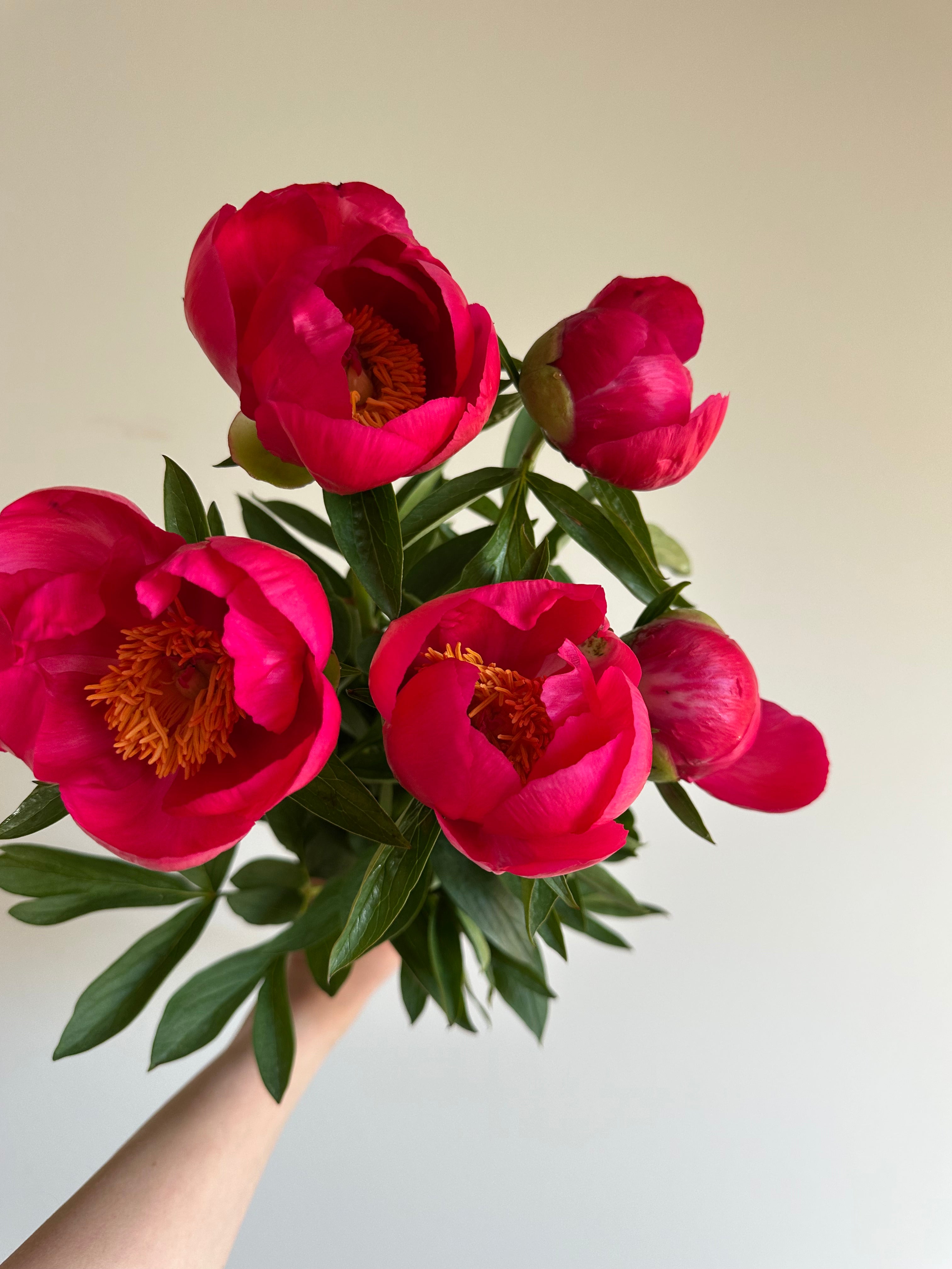 Peony Coral Magic