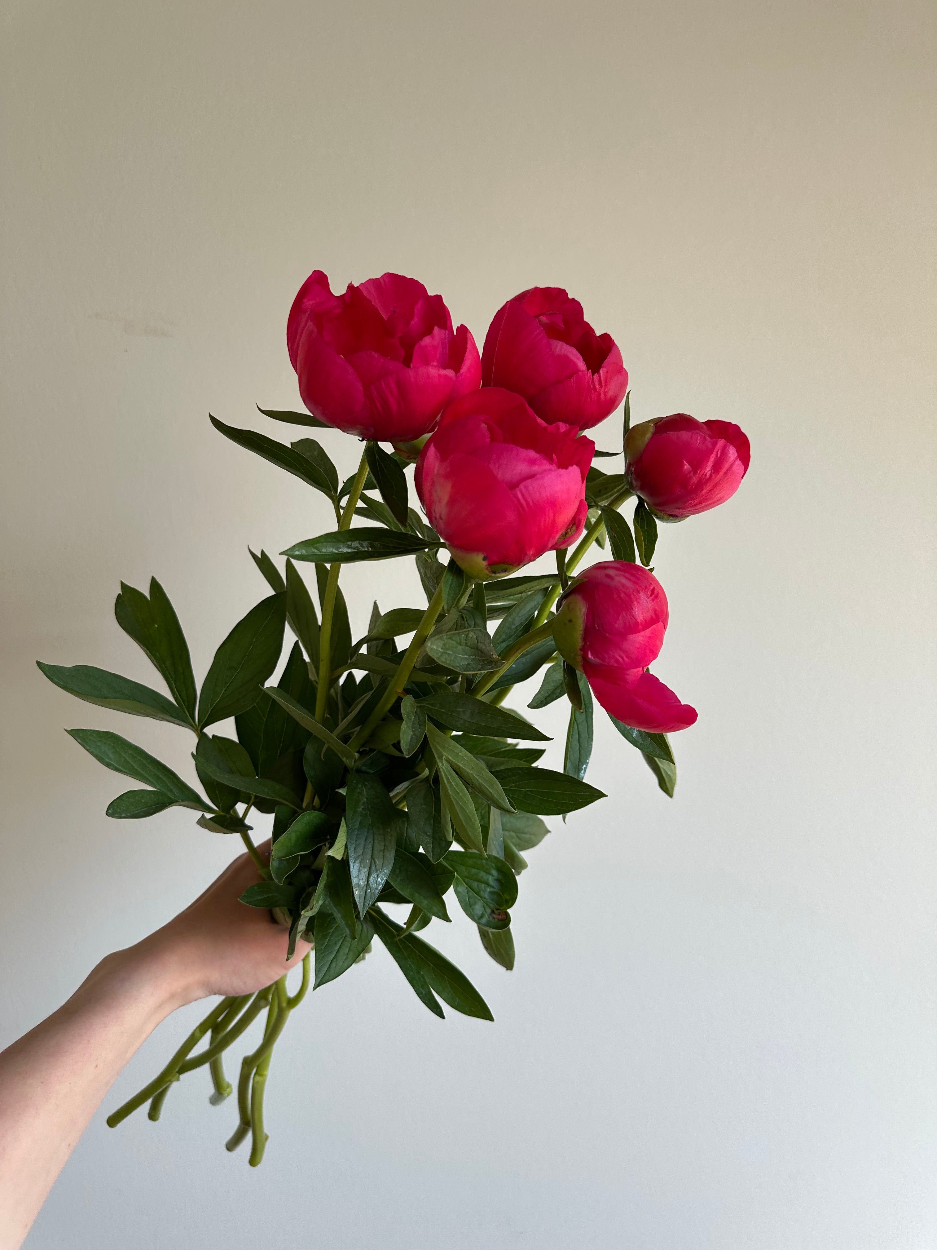 Peony Coral Magic