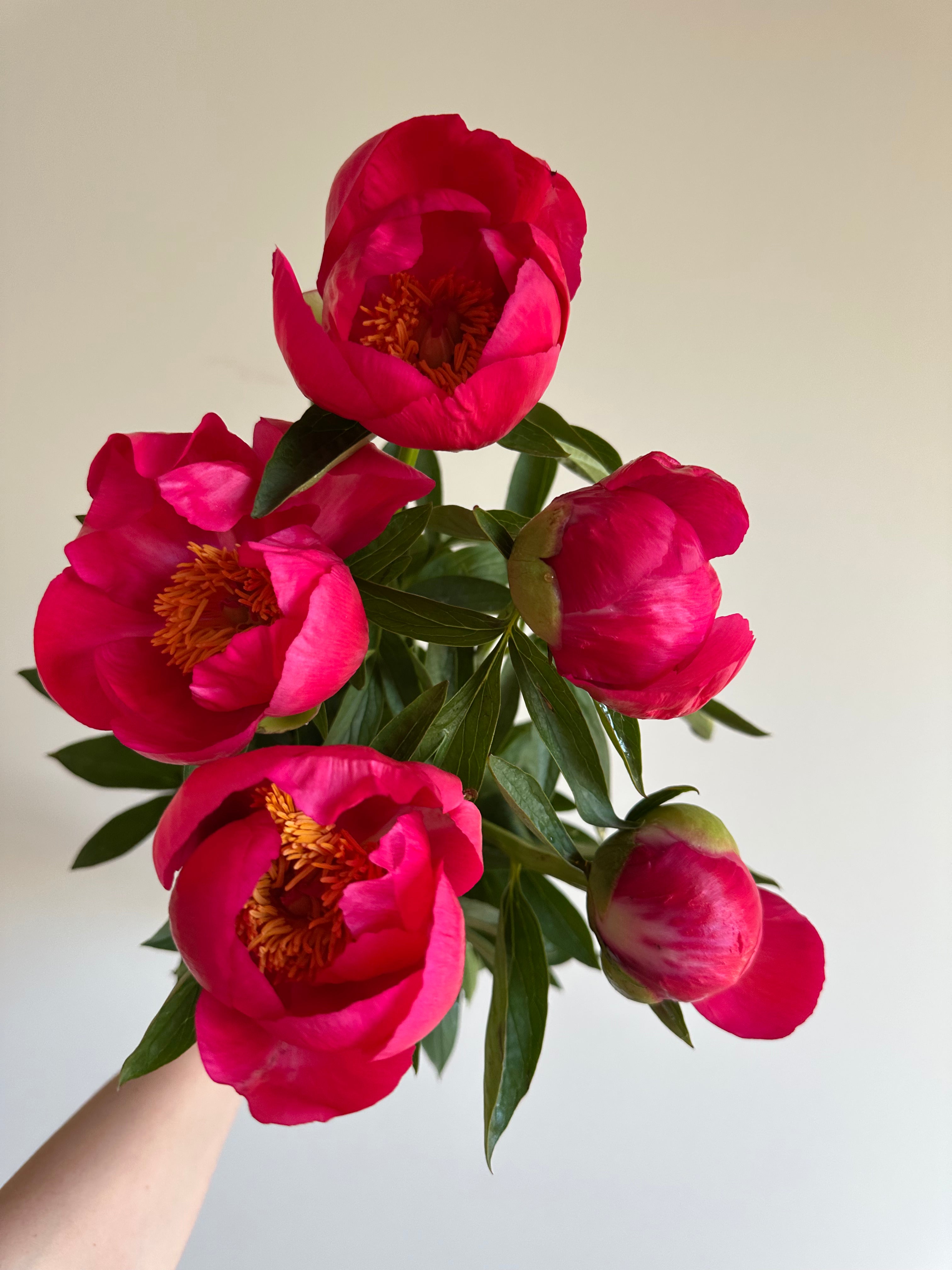 Peony Coral Magic