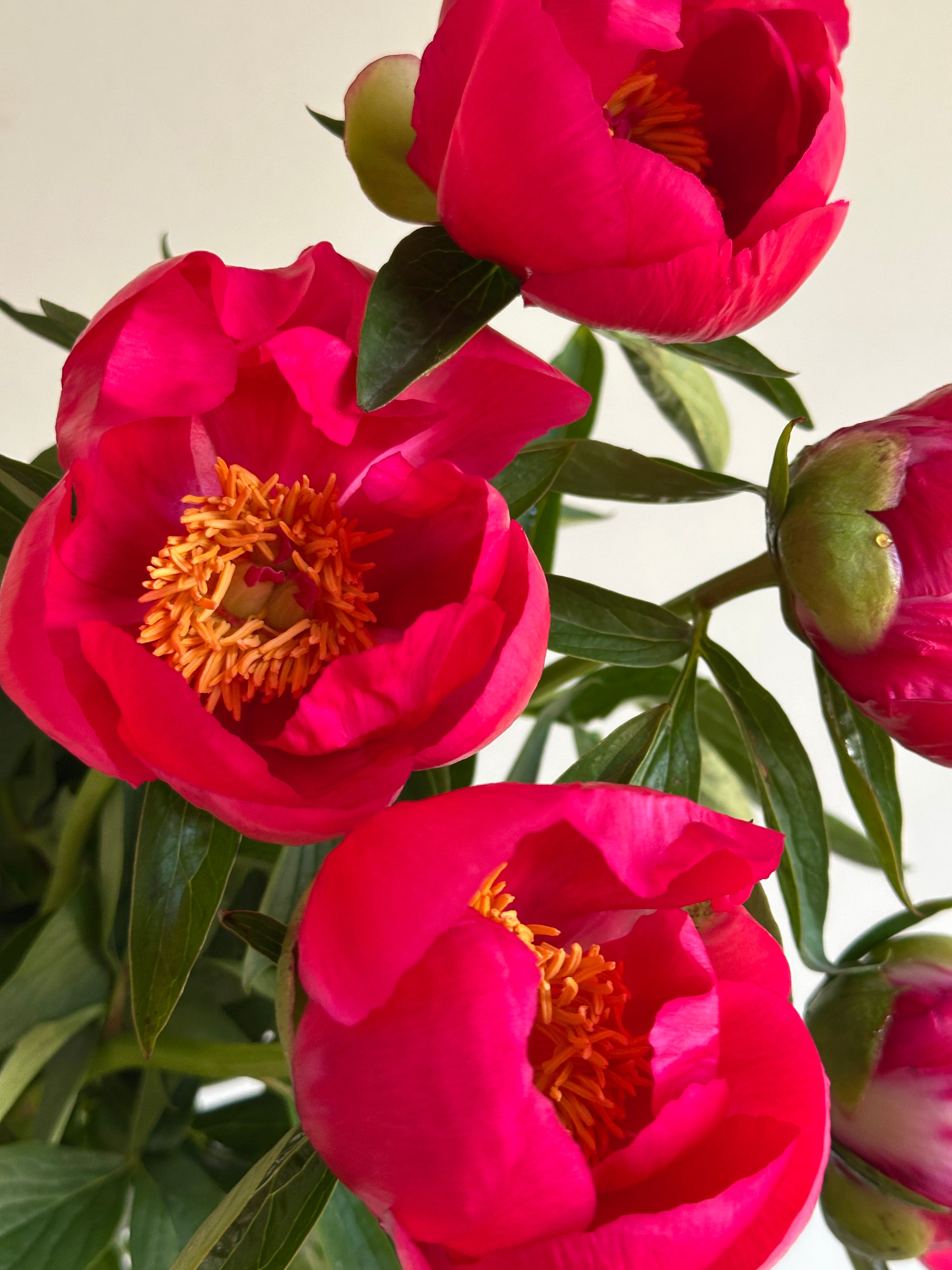 Peony Coral Magic