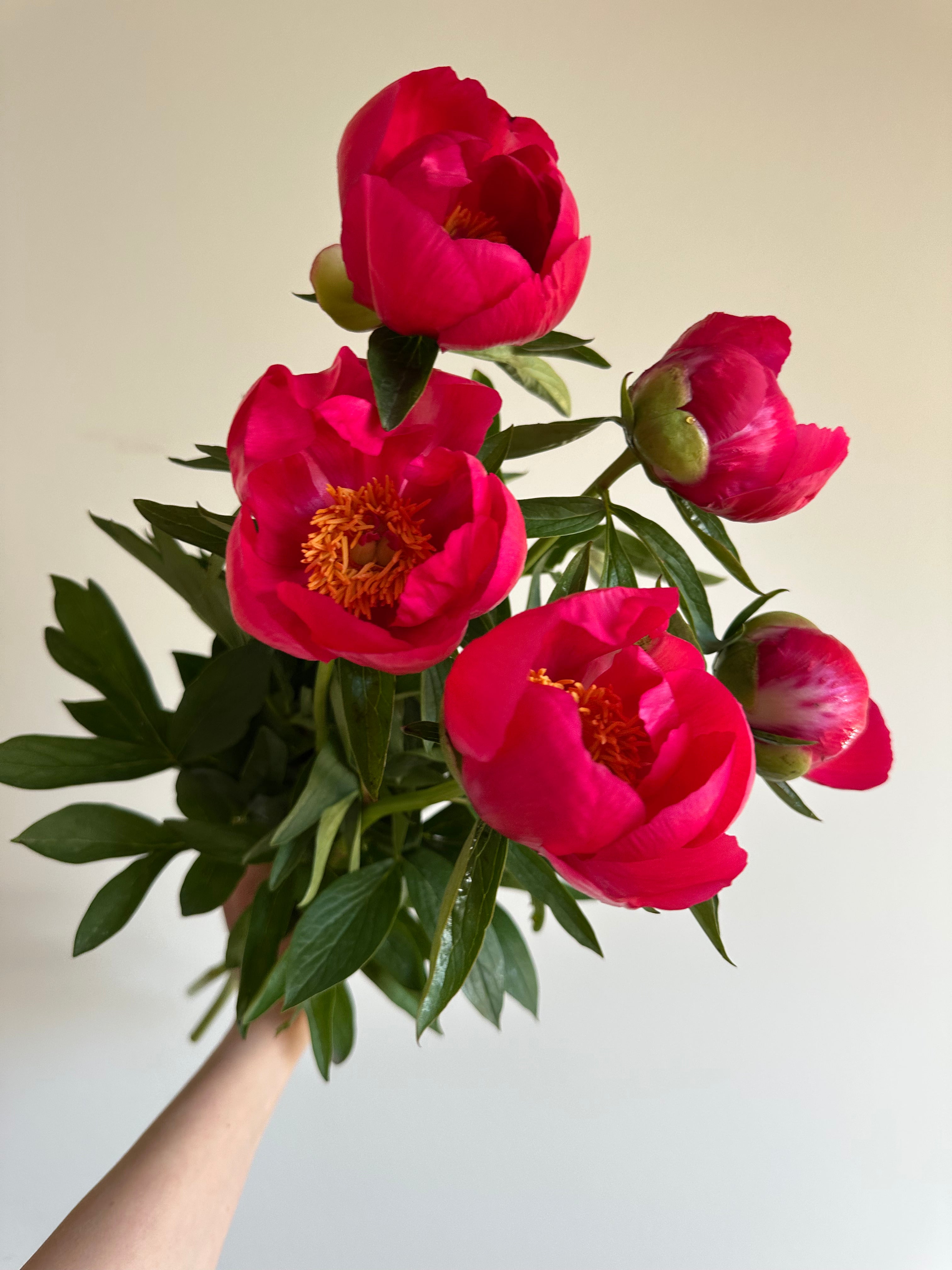 Peony Coral Magic