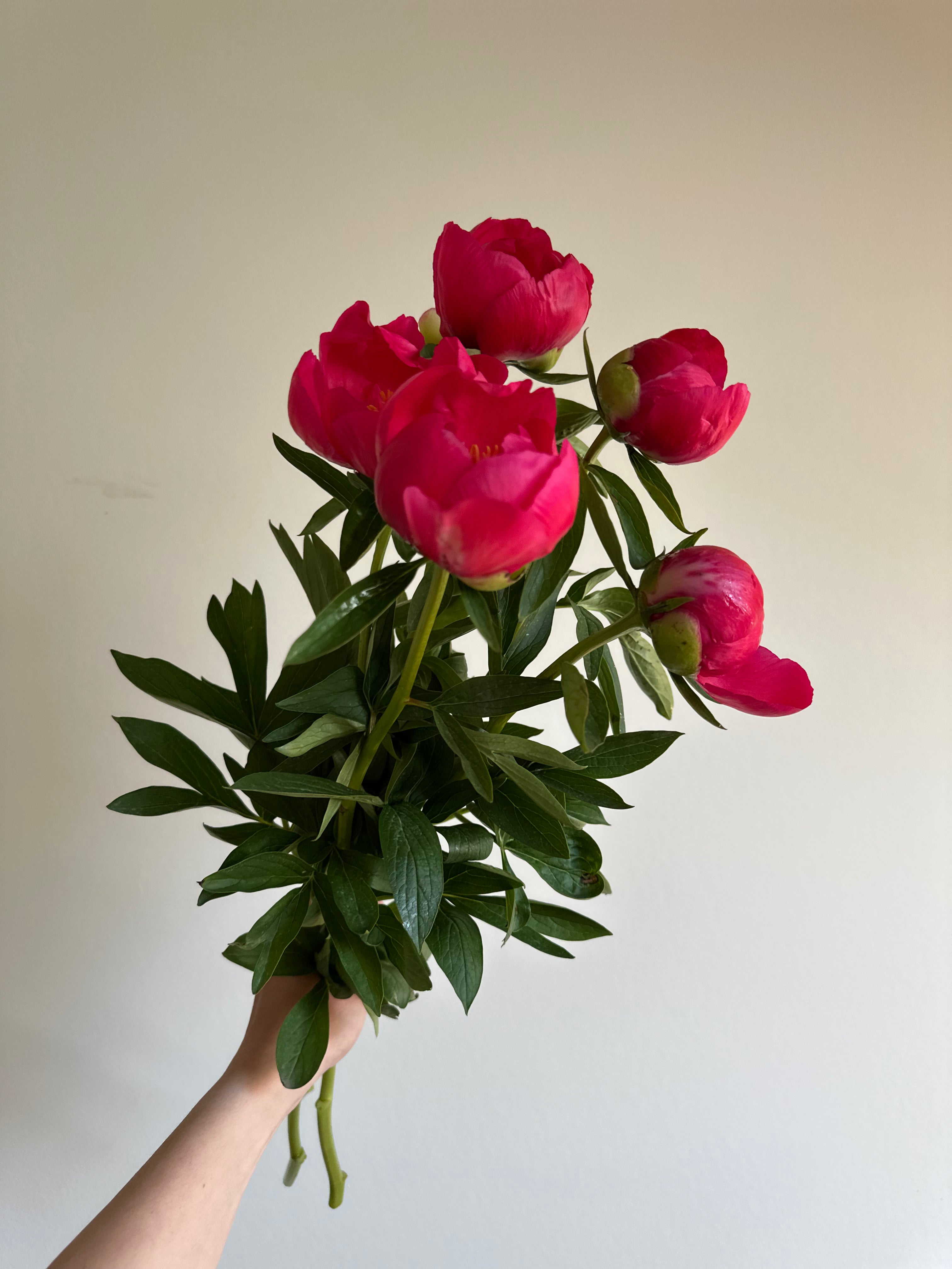 Peony Coral Magic