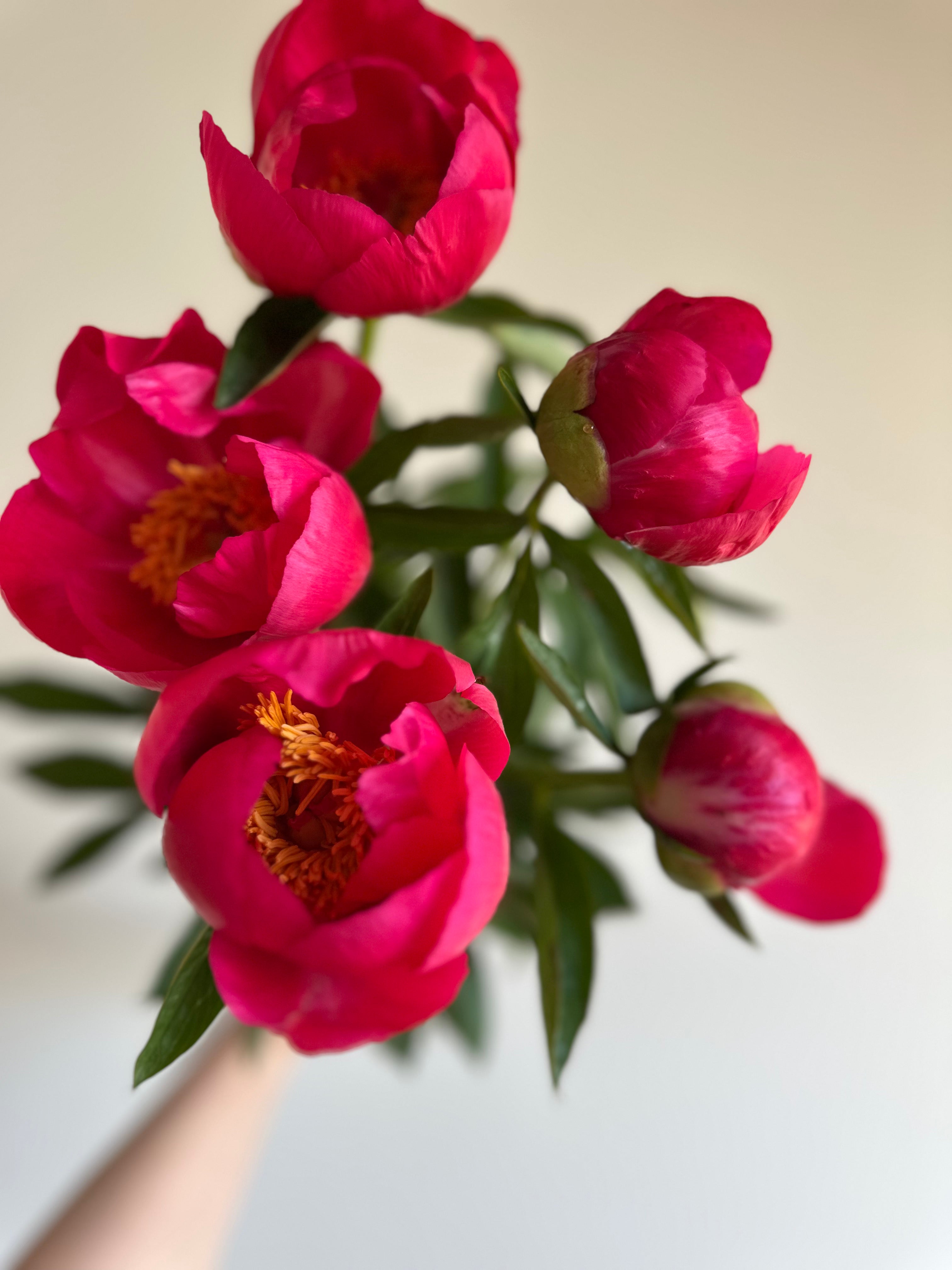 Peony Coral Magic