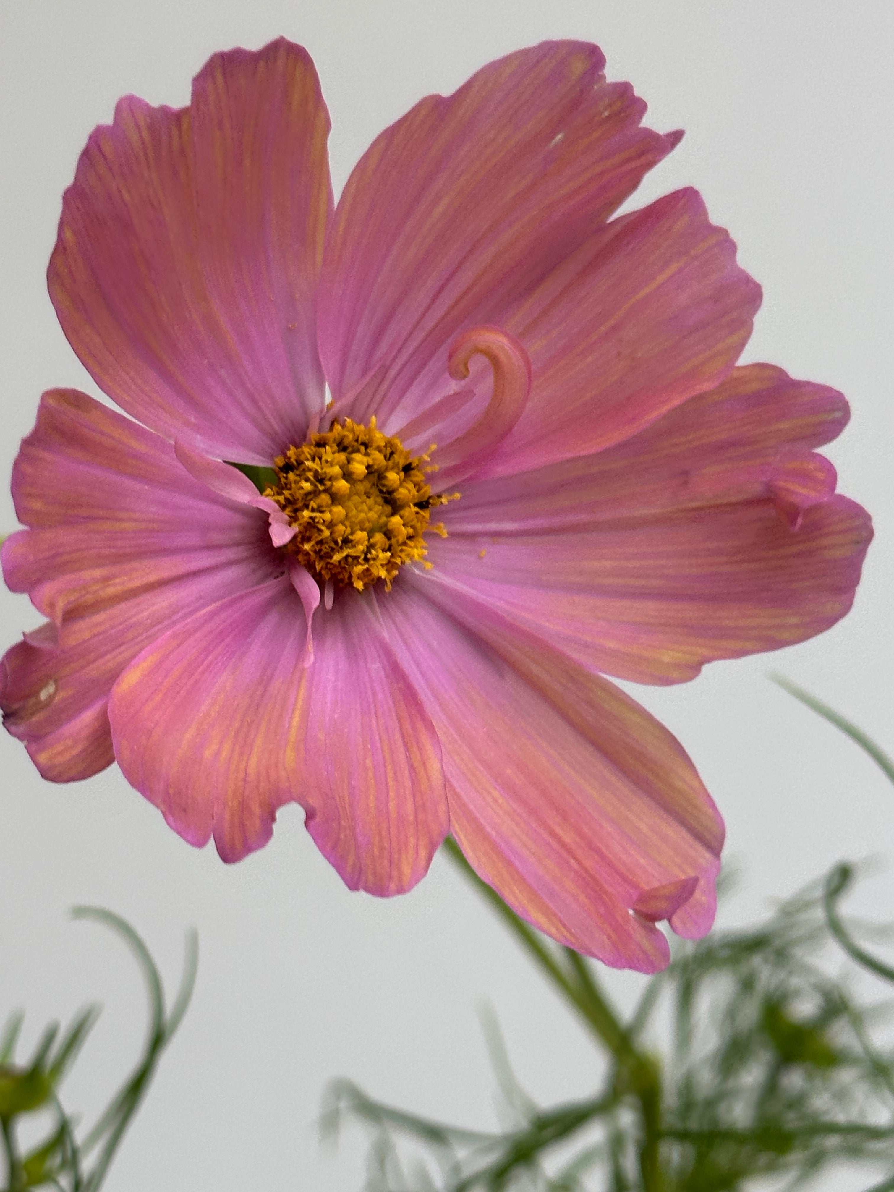 Cosmos Apricotta