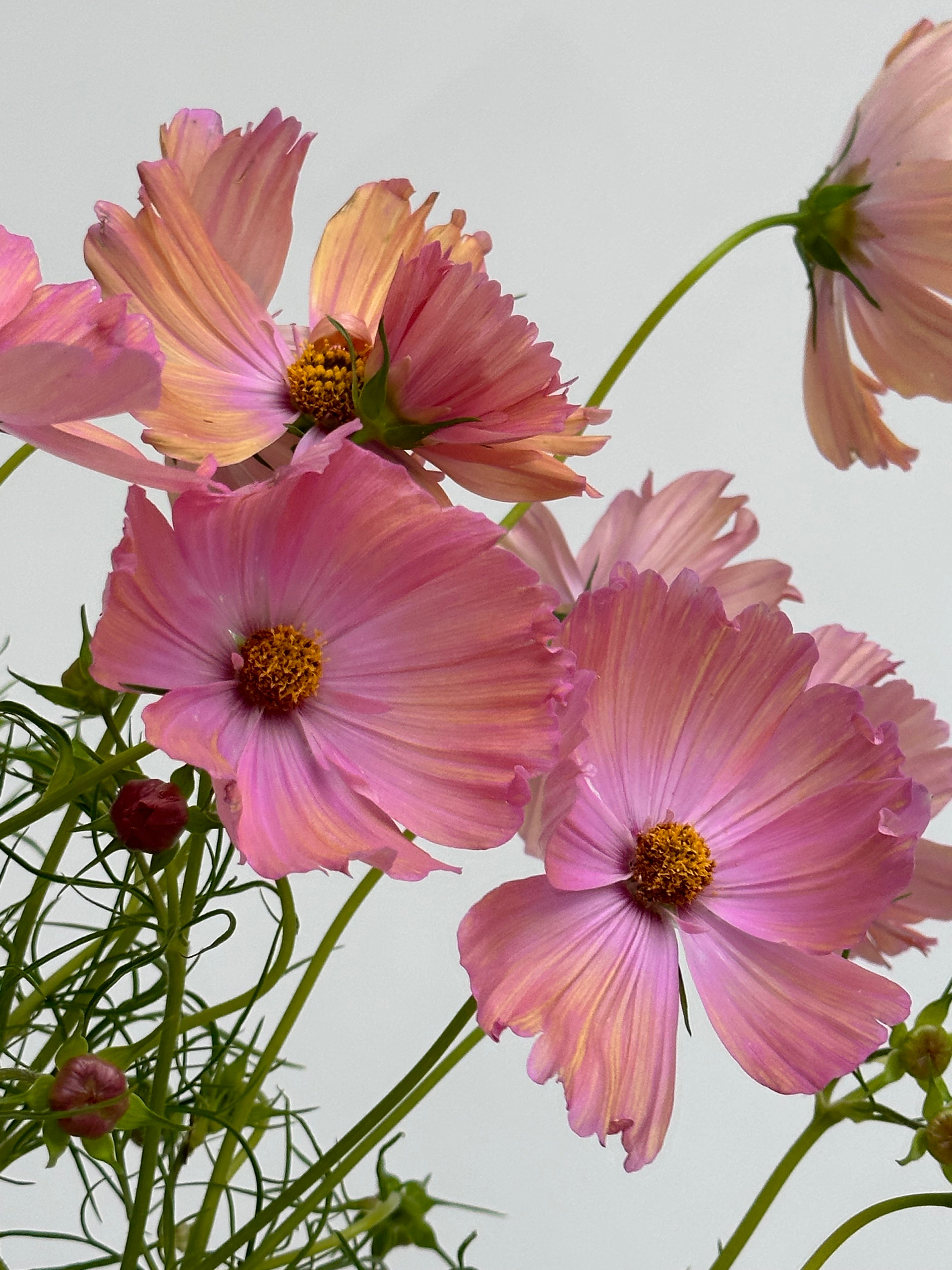 Cosmos Apricotta