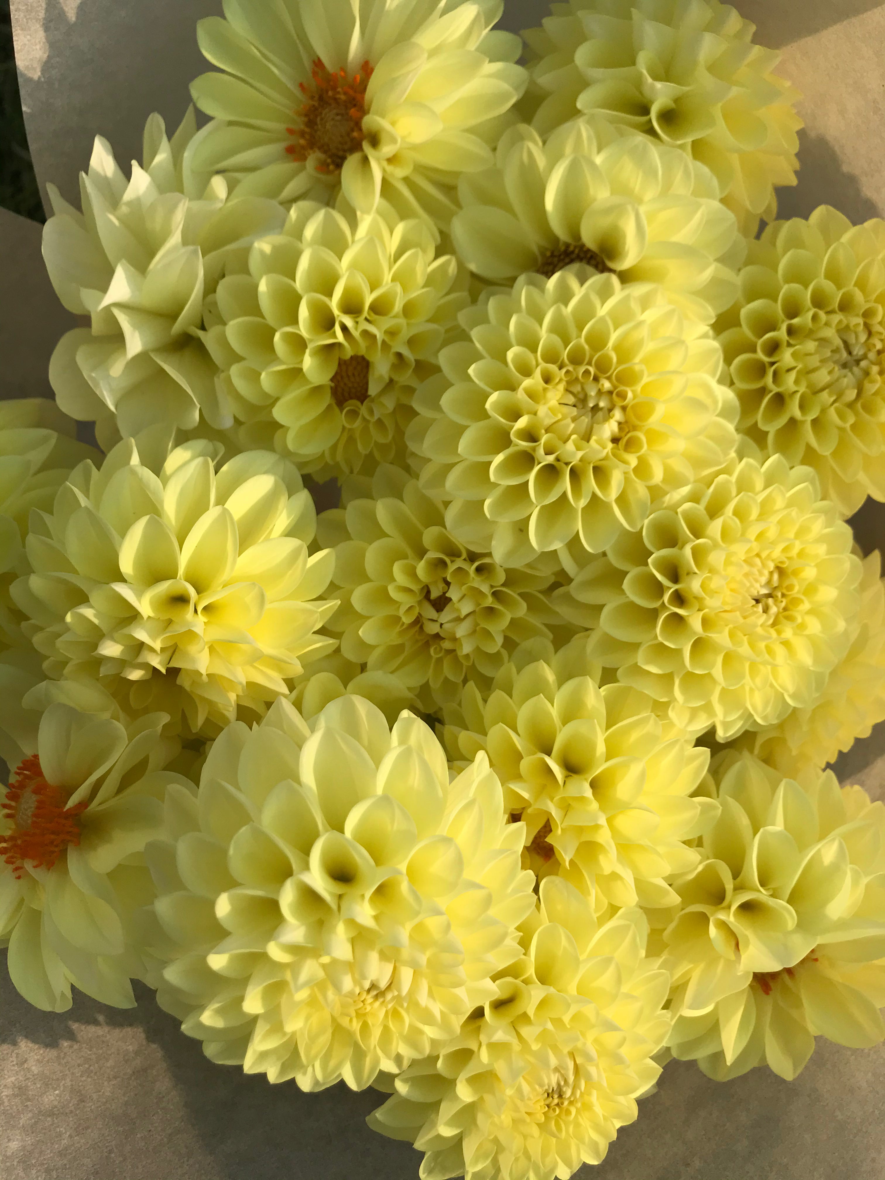 Dahlia Jowey Martina