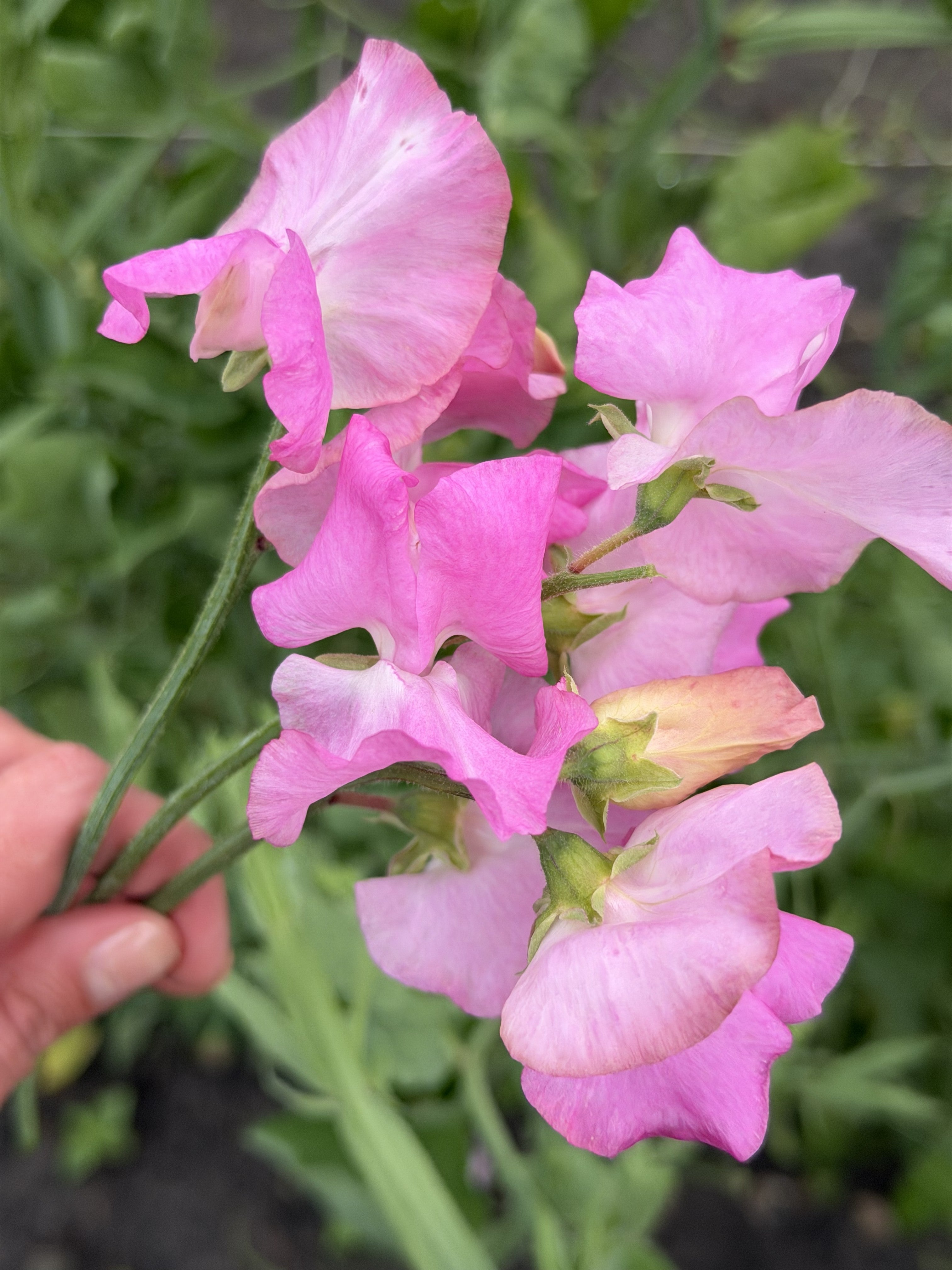 Sweet Pea Bill's Choice - FluffyFlower