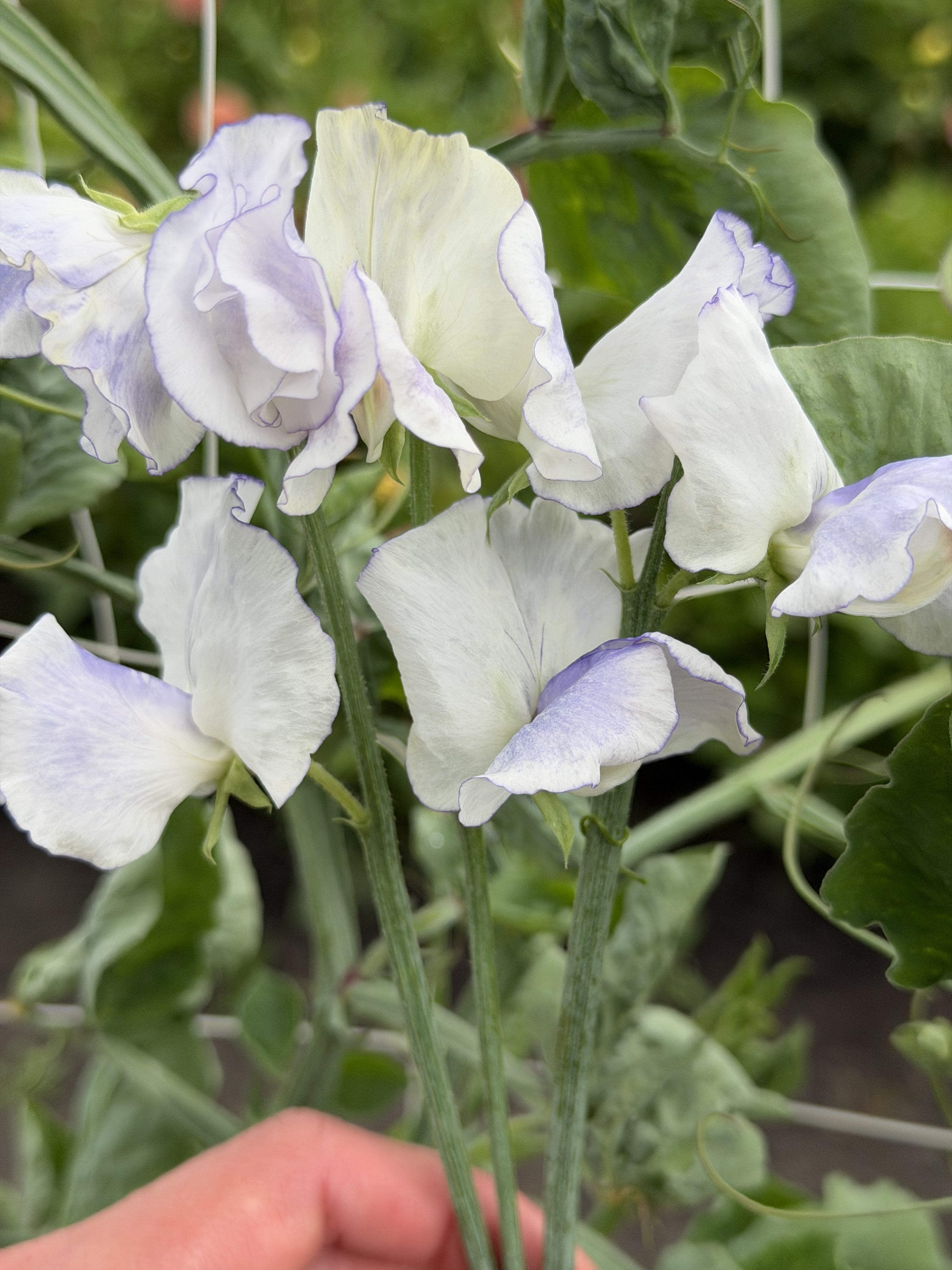Sweet Pea Serendipity - FluffyFlower