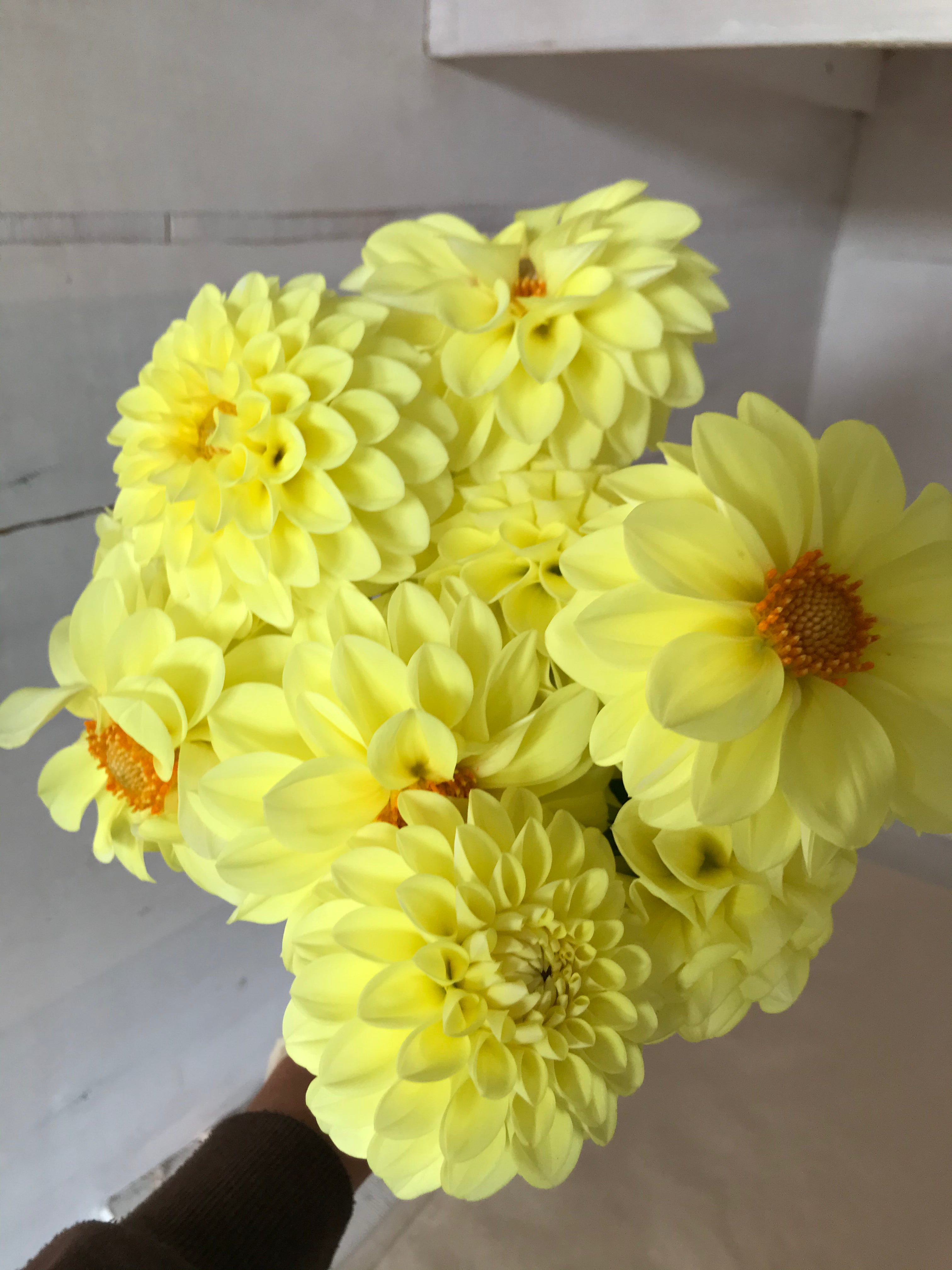Dahlia Jowey Martina