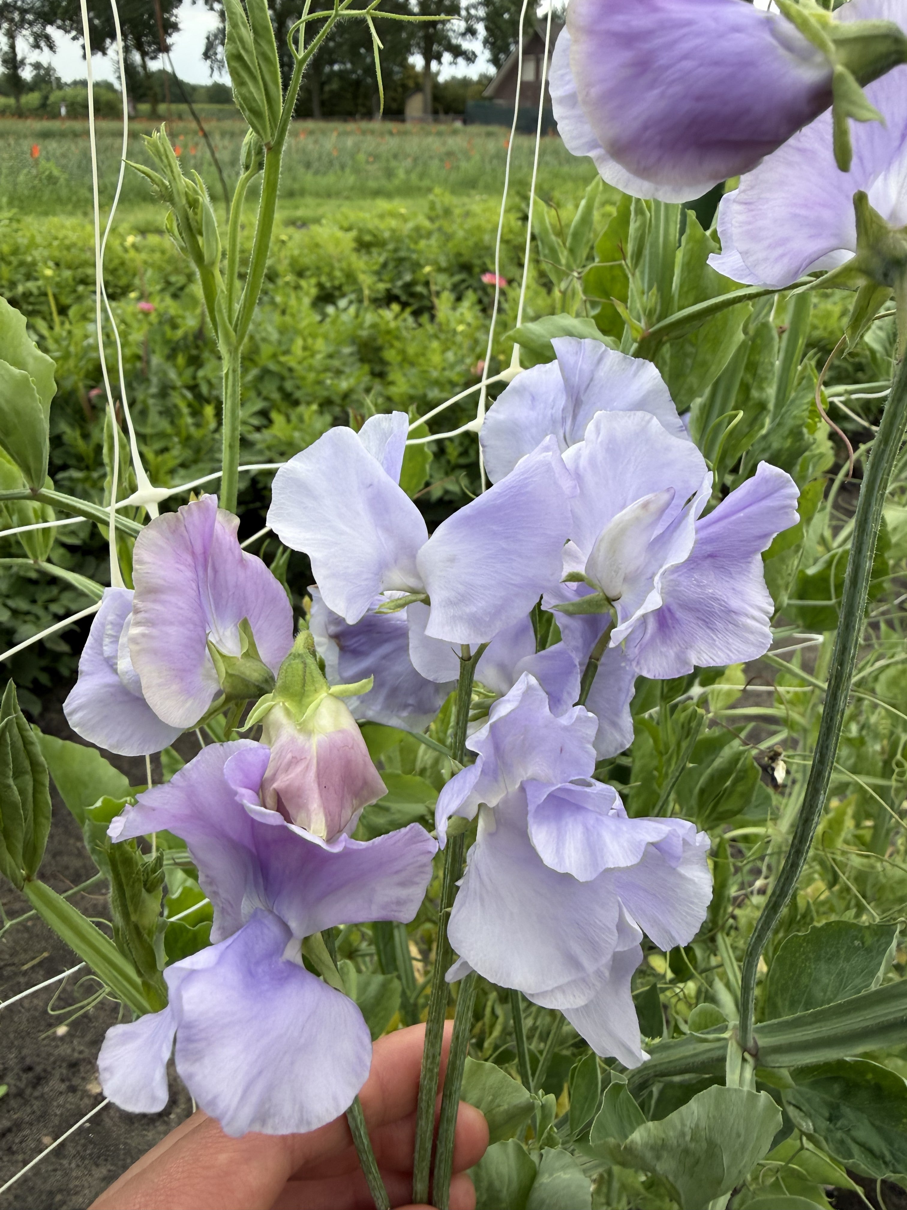 Sweet Pea Bristol - FluffyFlower