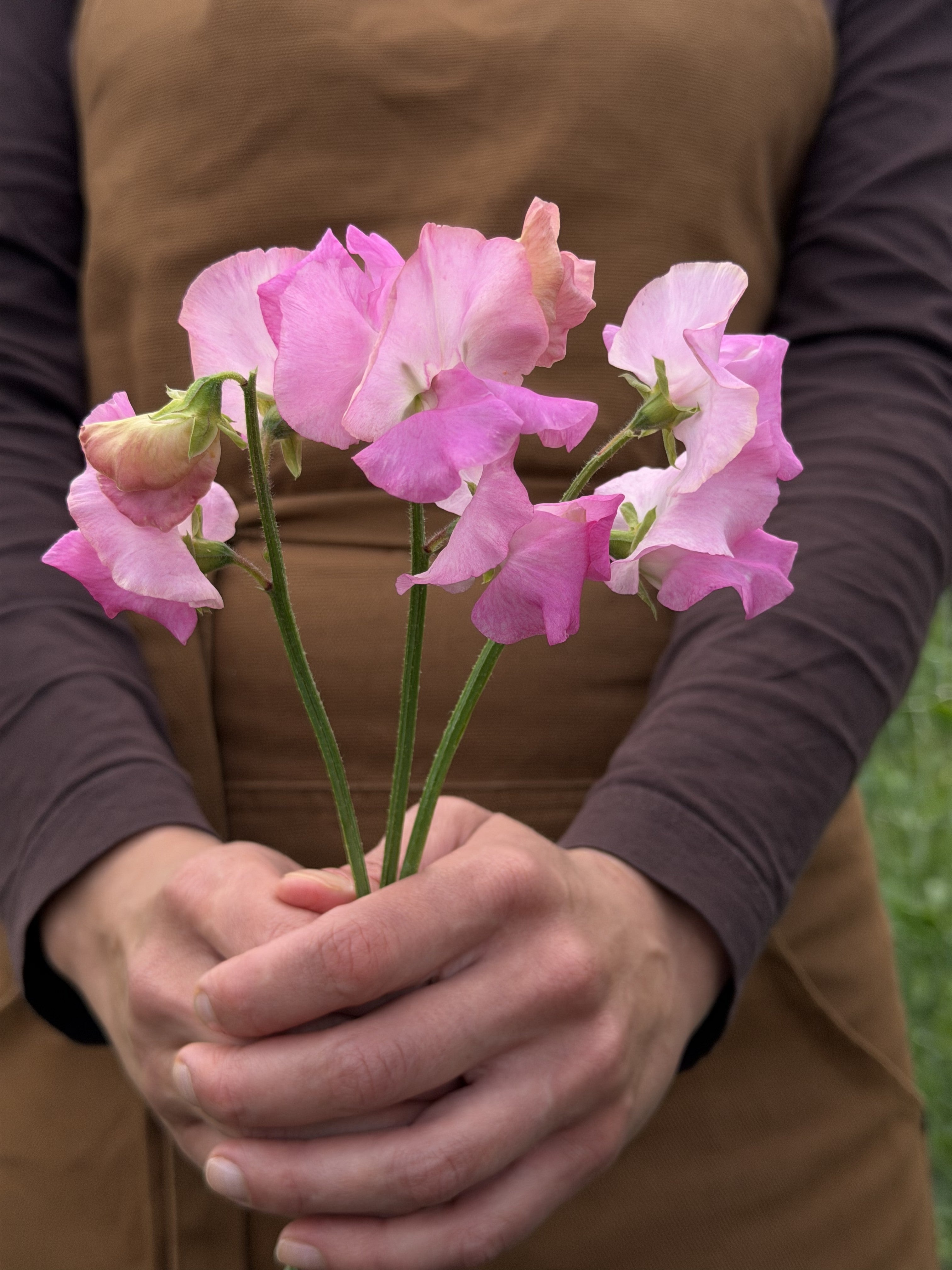 Sweet Pea Bill's Choice - FluffyFlower