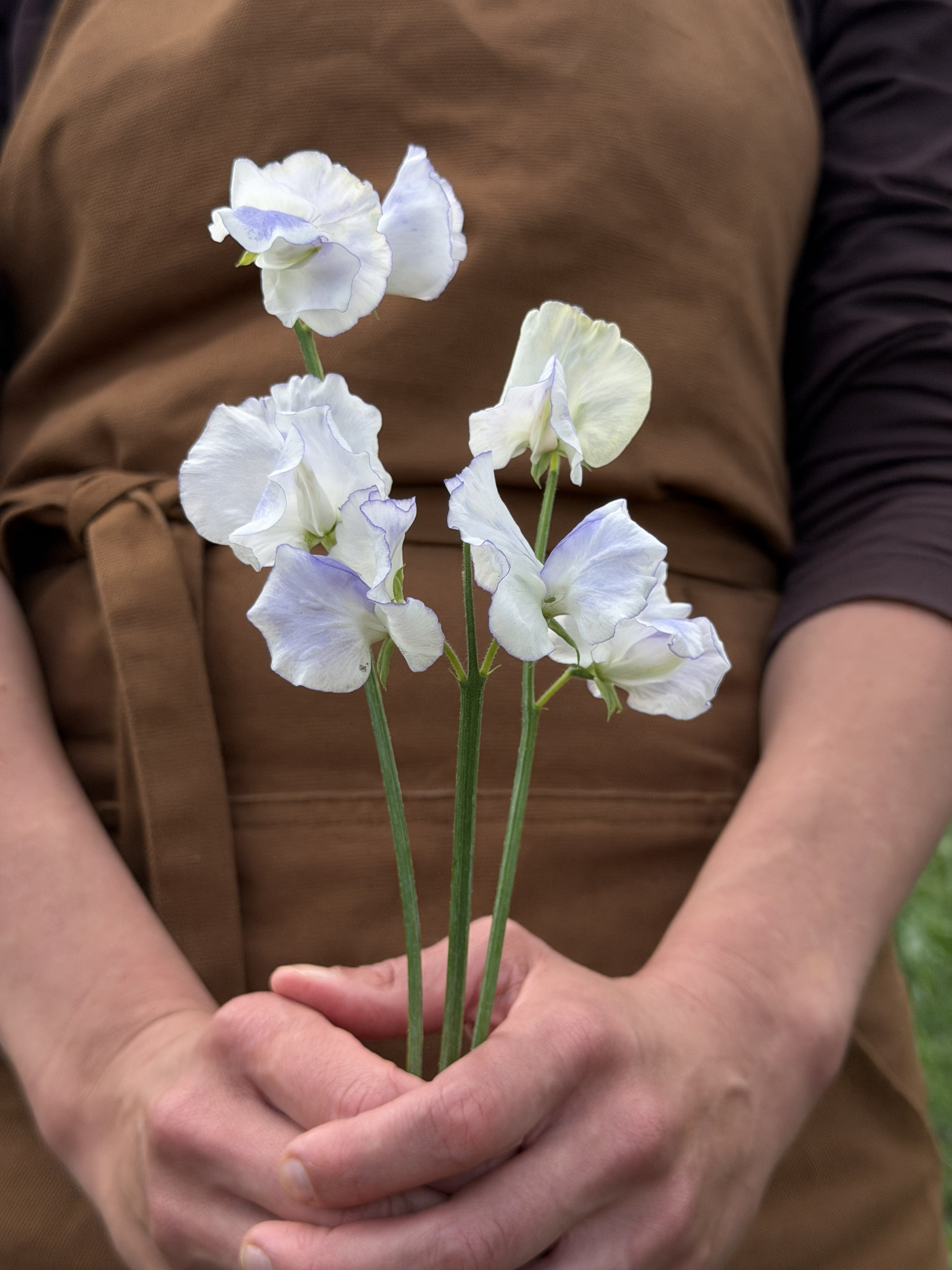 Sweet Pea Serendipity - FluffyFlower