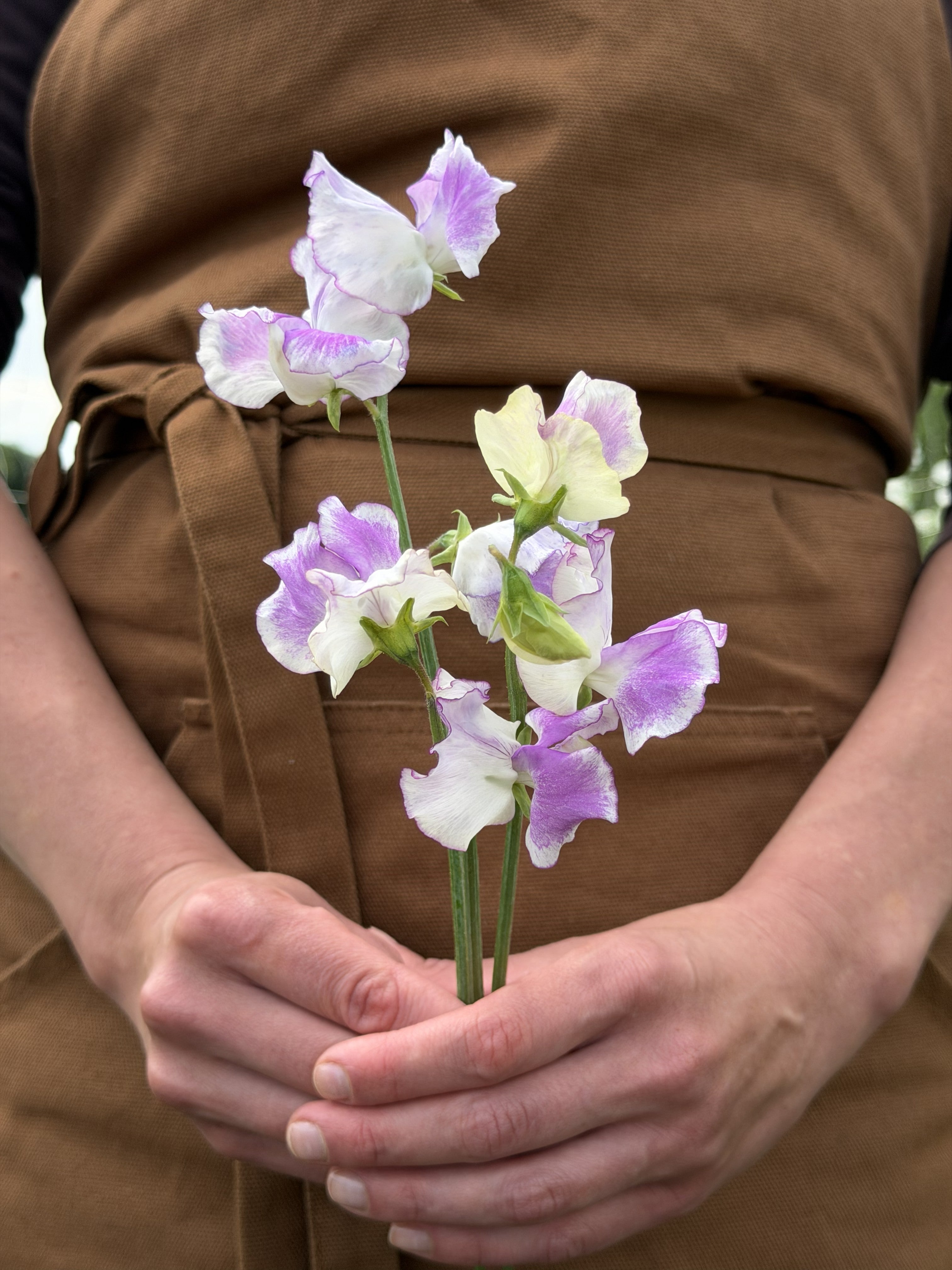 Sweet Pea Sir Jimmy Shand - FluffyFlower