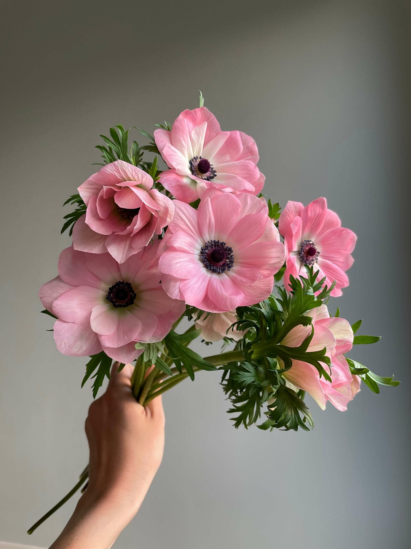 Anemone Mistral Rosa Chiaro