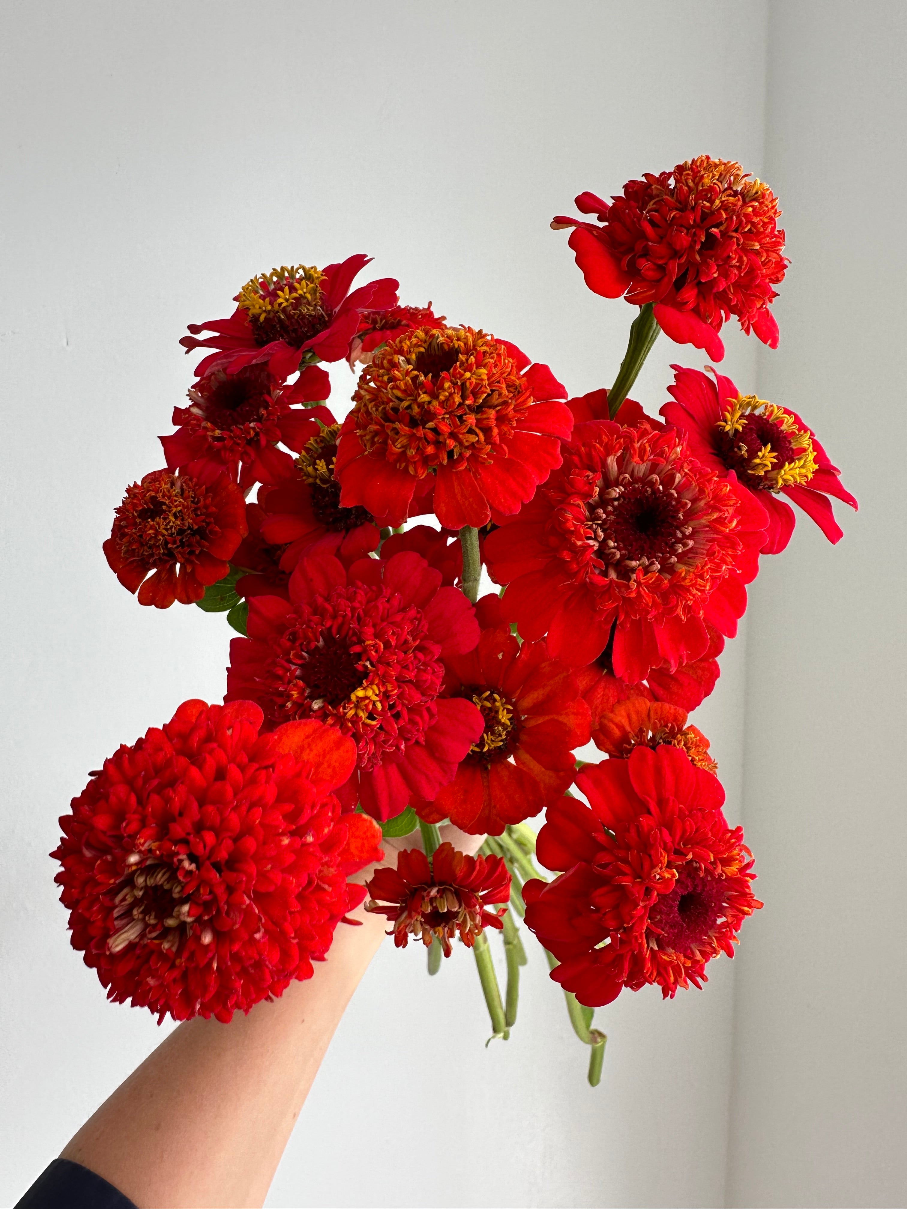 Zinnia Zinderella Red