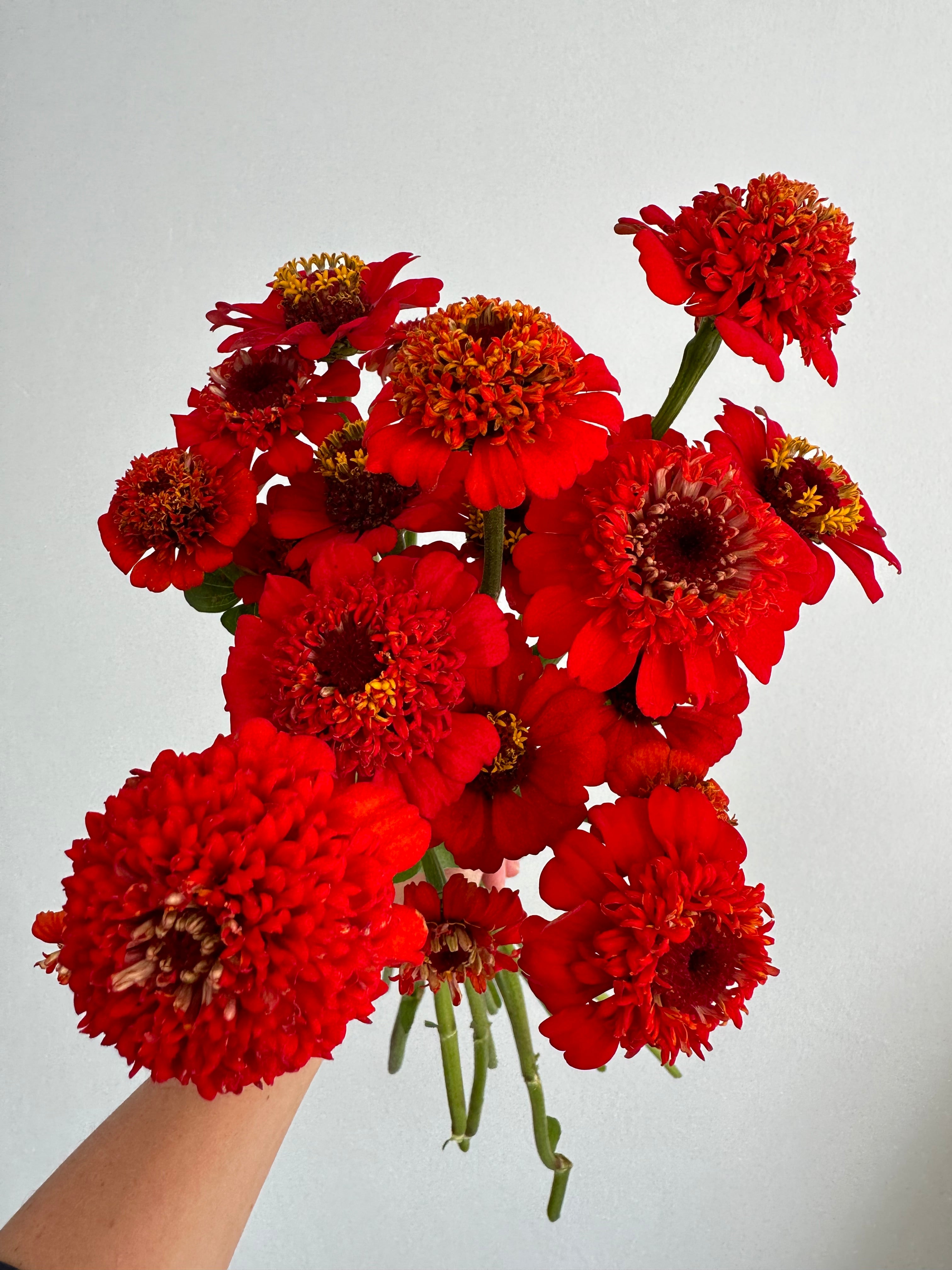 Zinnia Zinderella Red