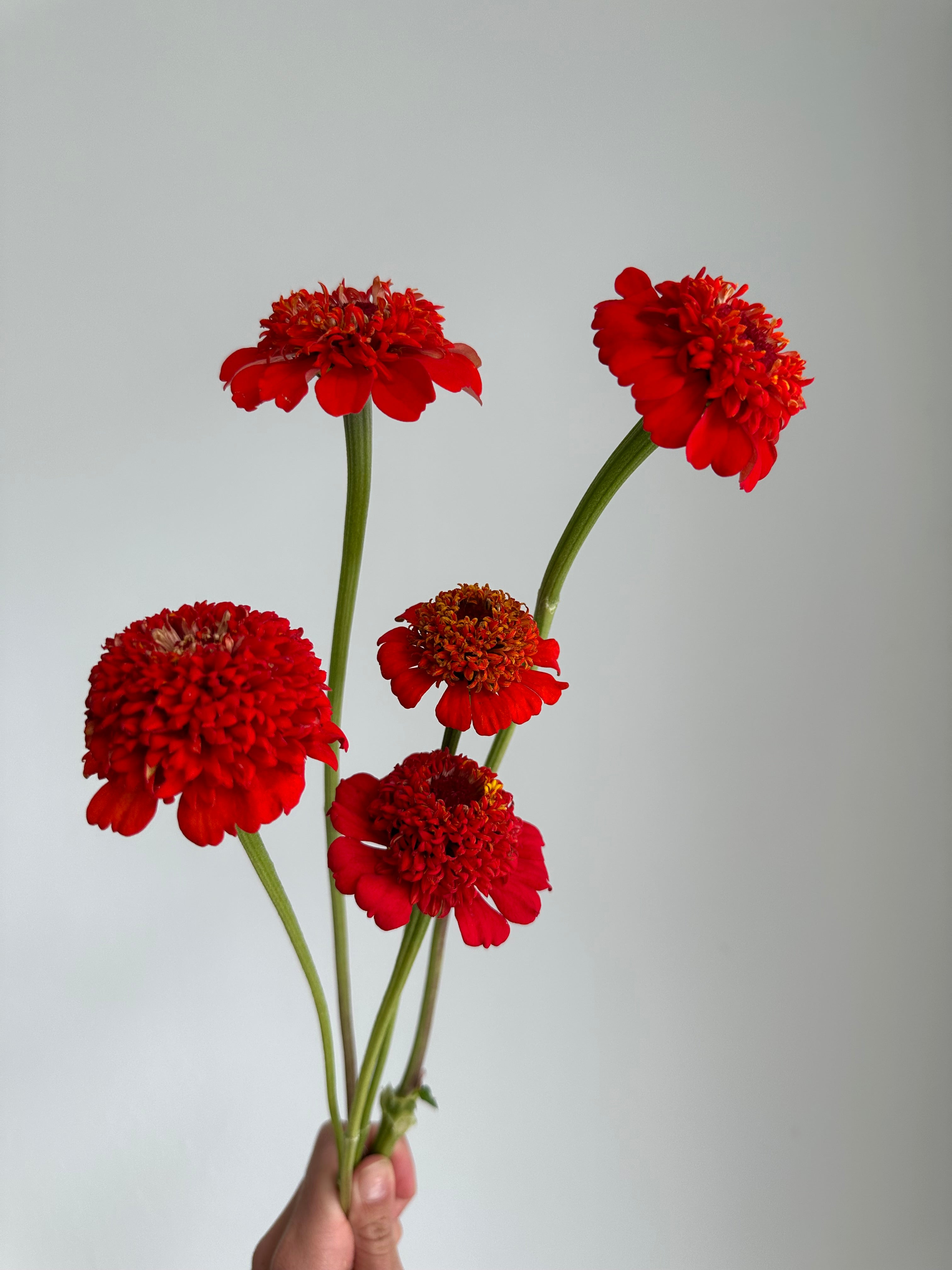Zinnia Zinderella Red