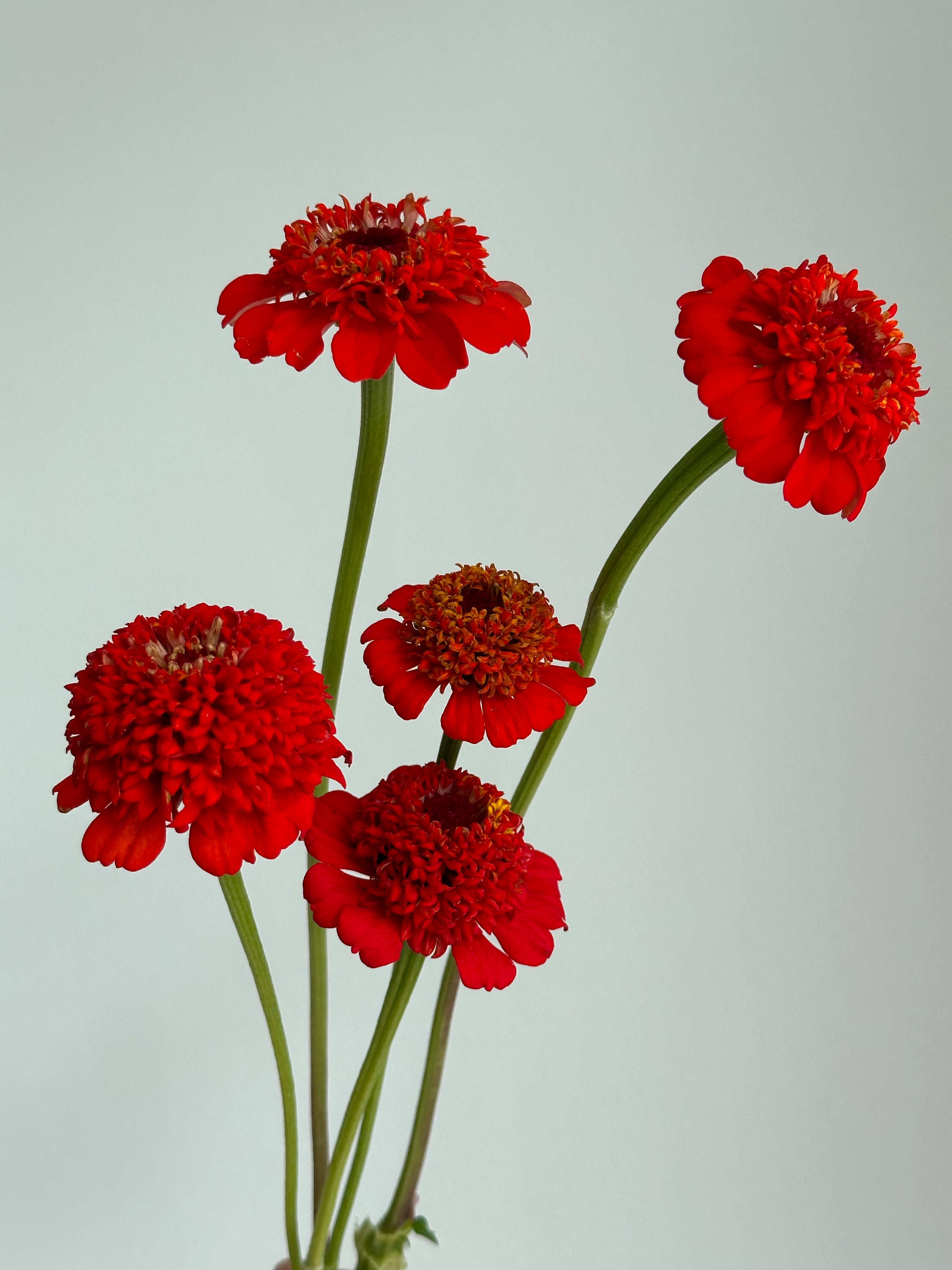 Zinnia Zinderella Red