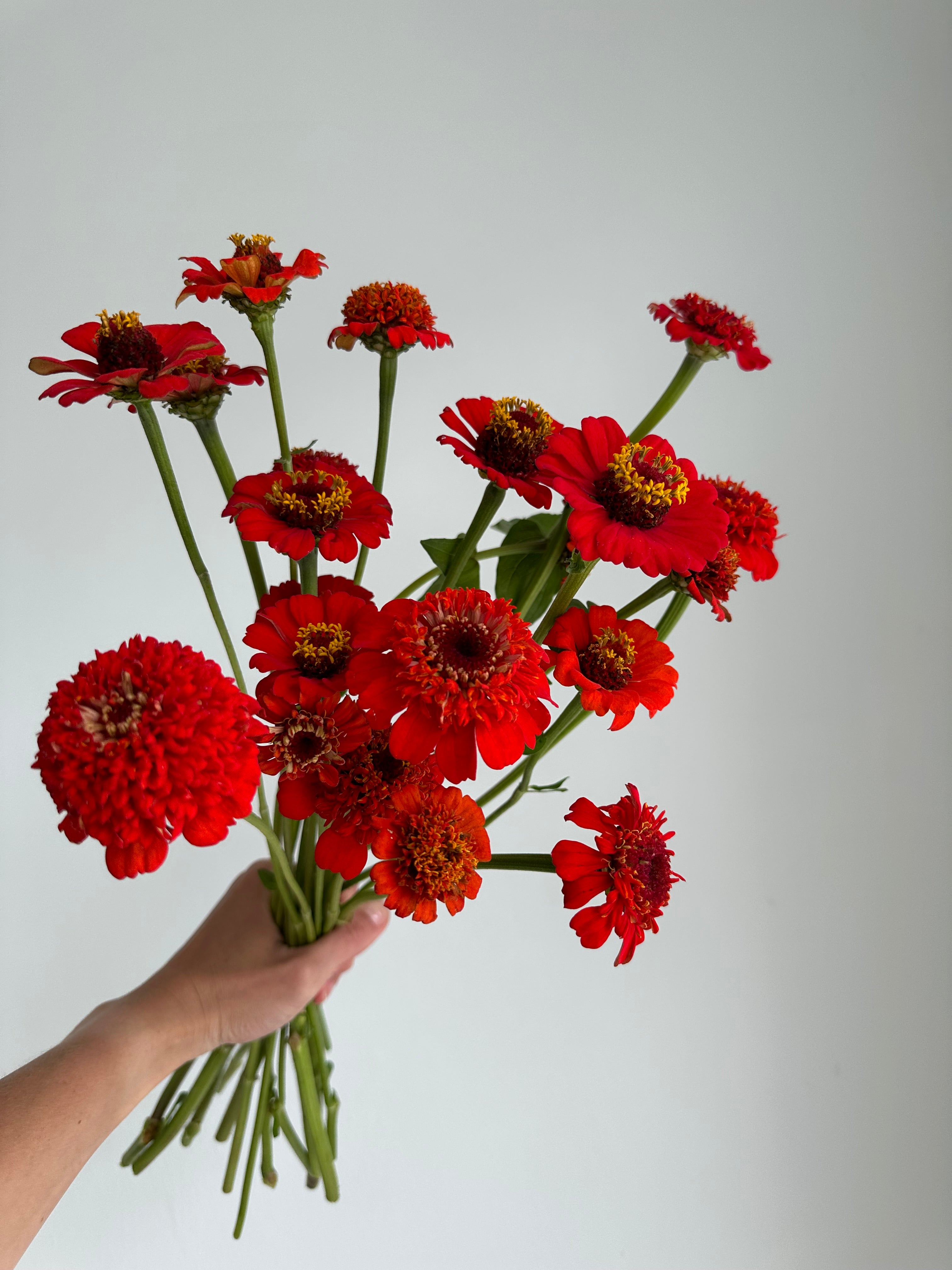 Zinnia Zinderella Red