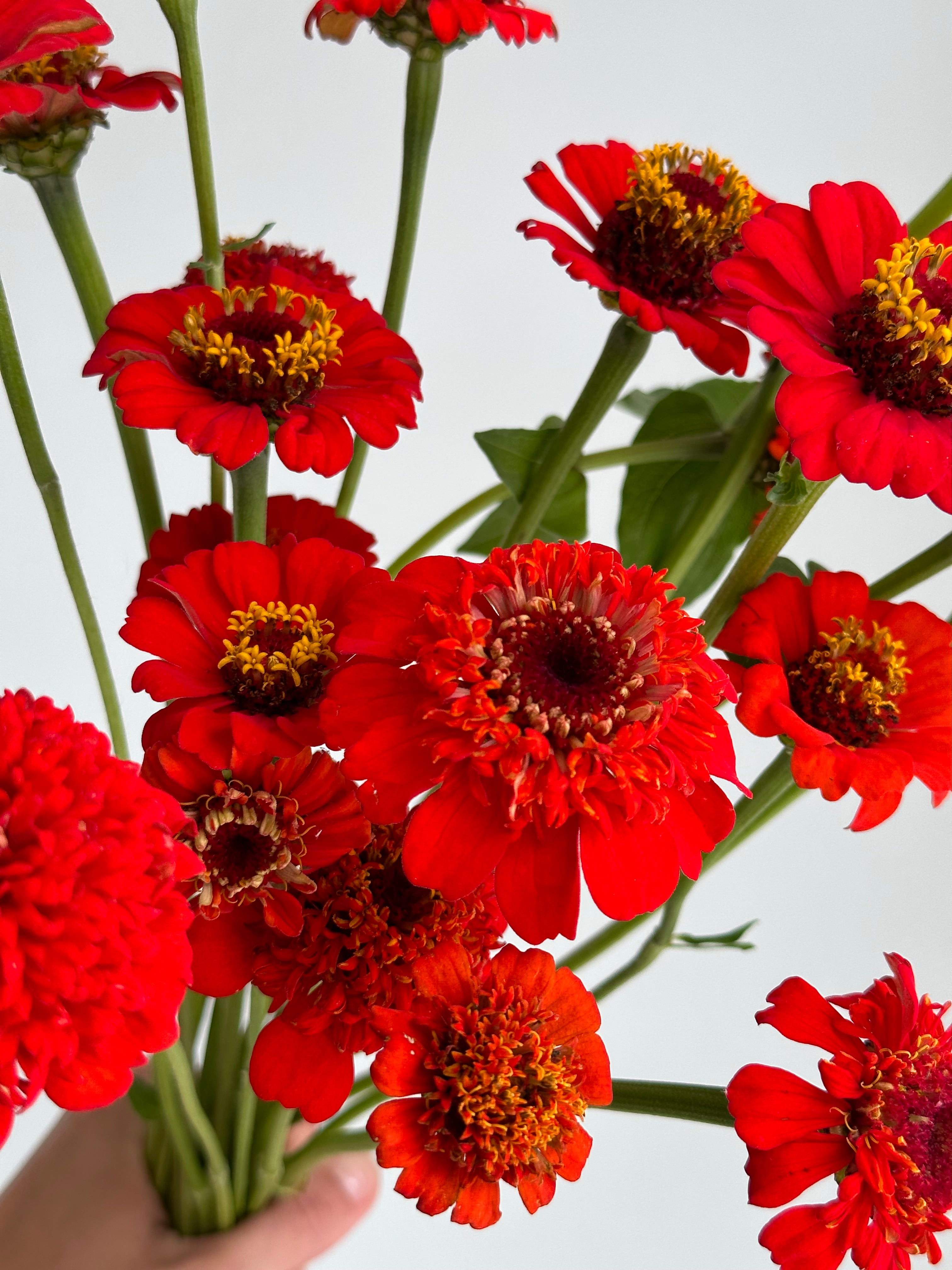 Zinnia Zinderella Red