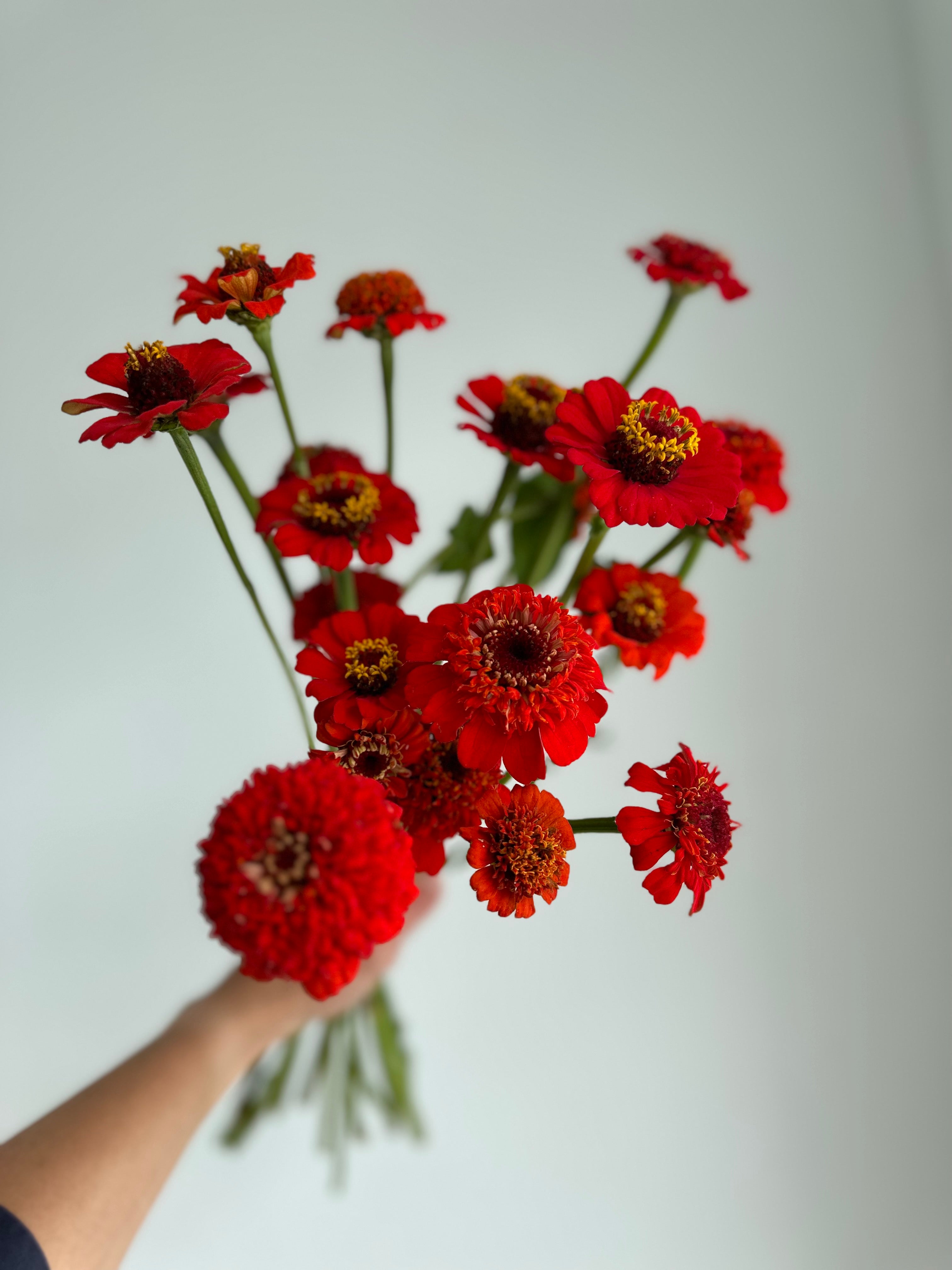 Zinnia Zinderella Red