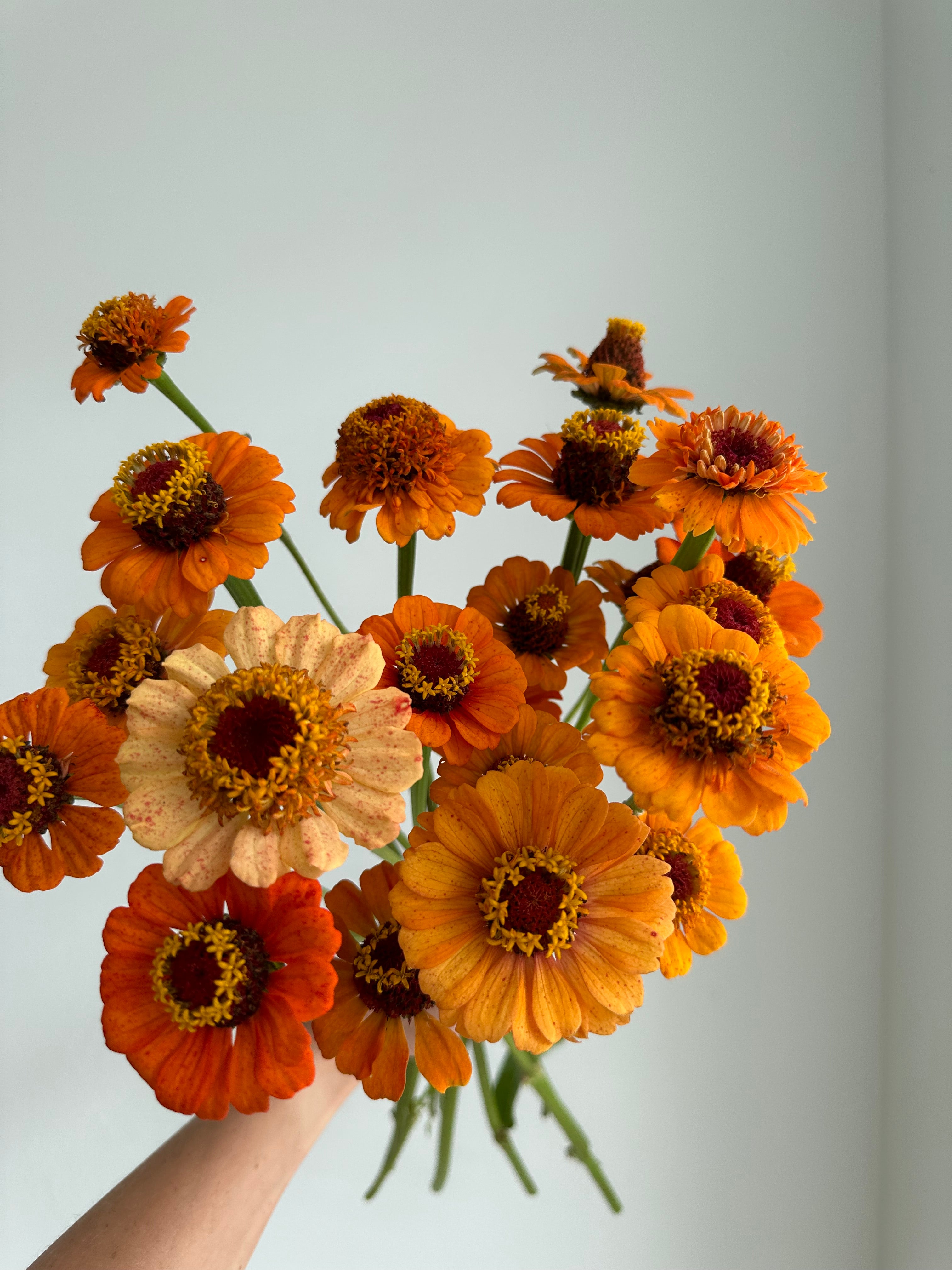 Zinnia Zinderella Orange