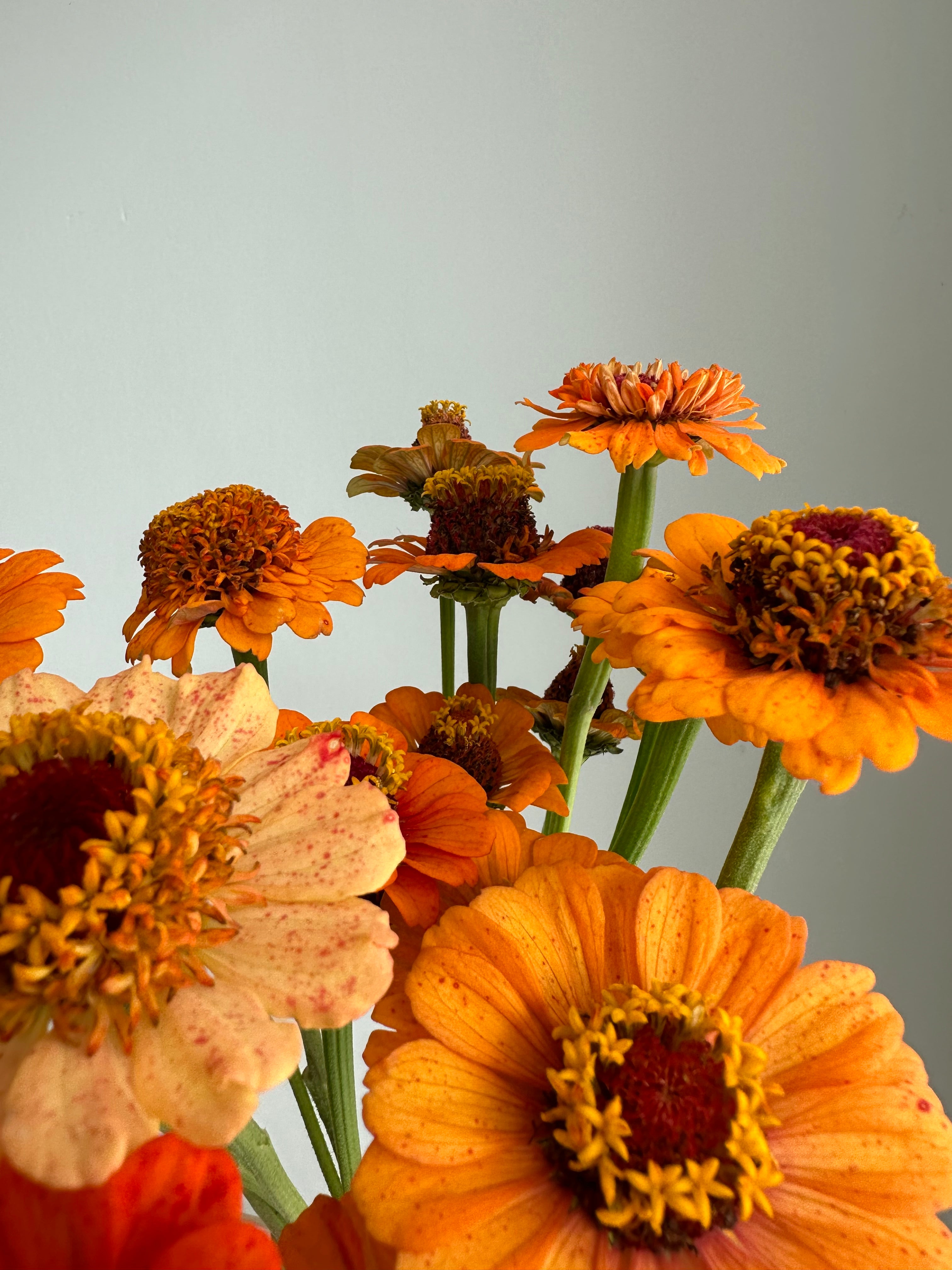 Zinnia Zinderella Orange