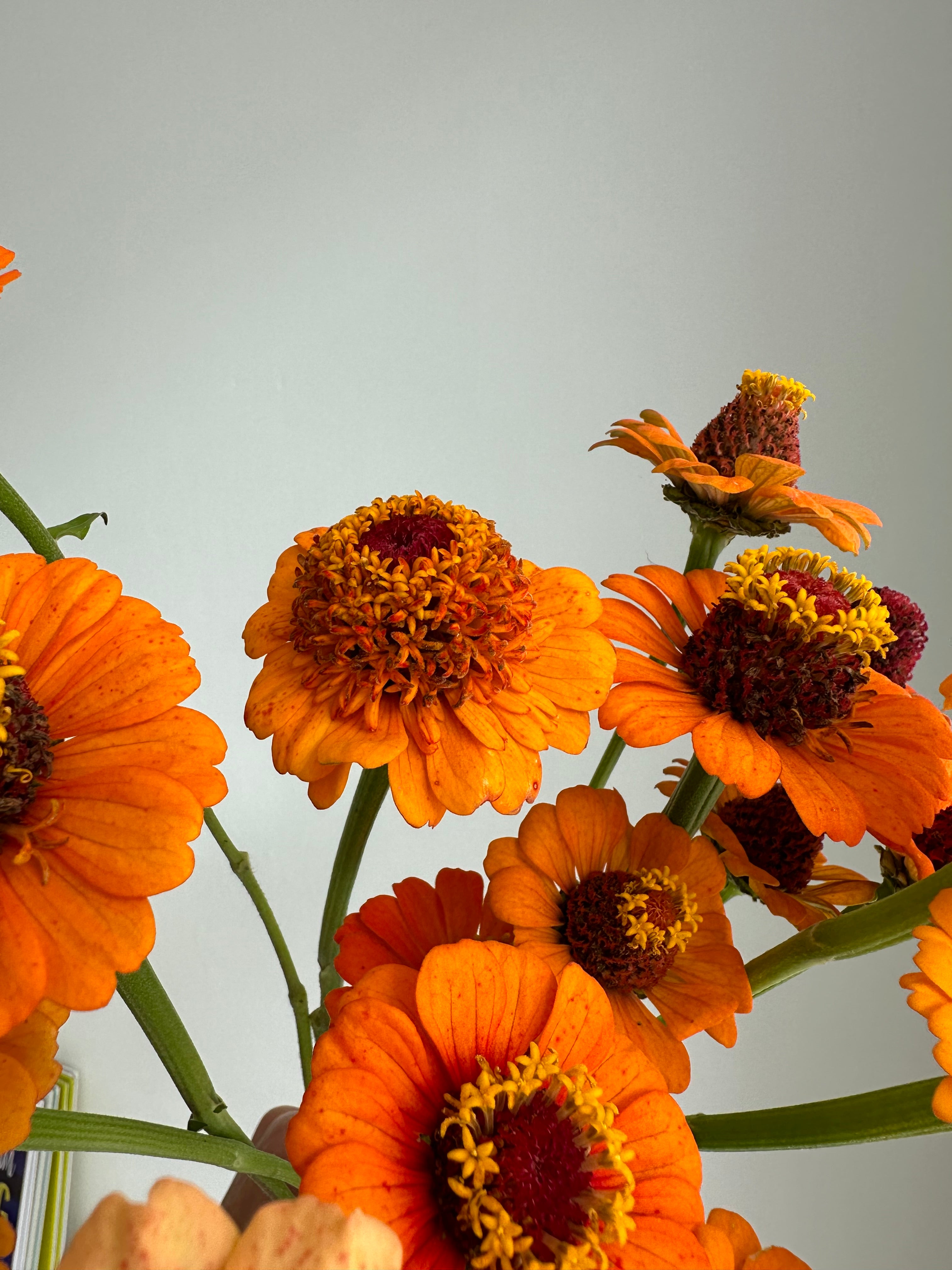 Zinnia Zinderella Orange
