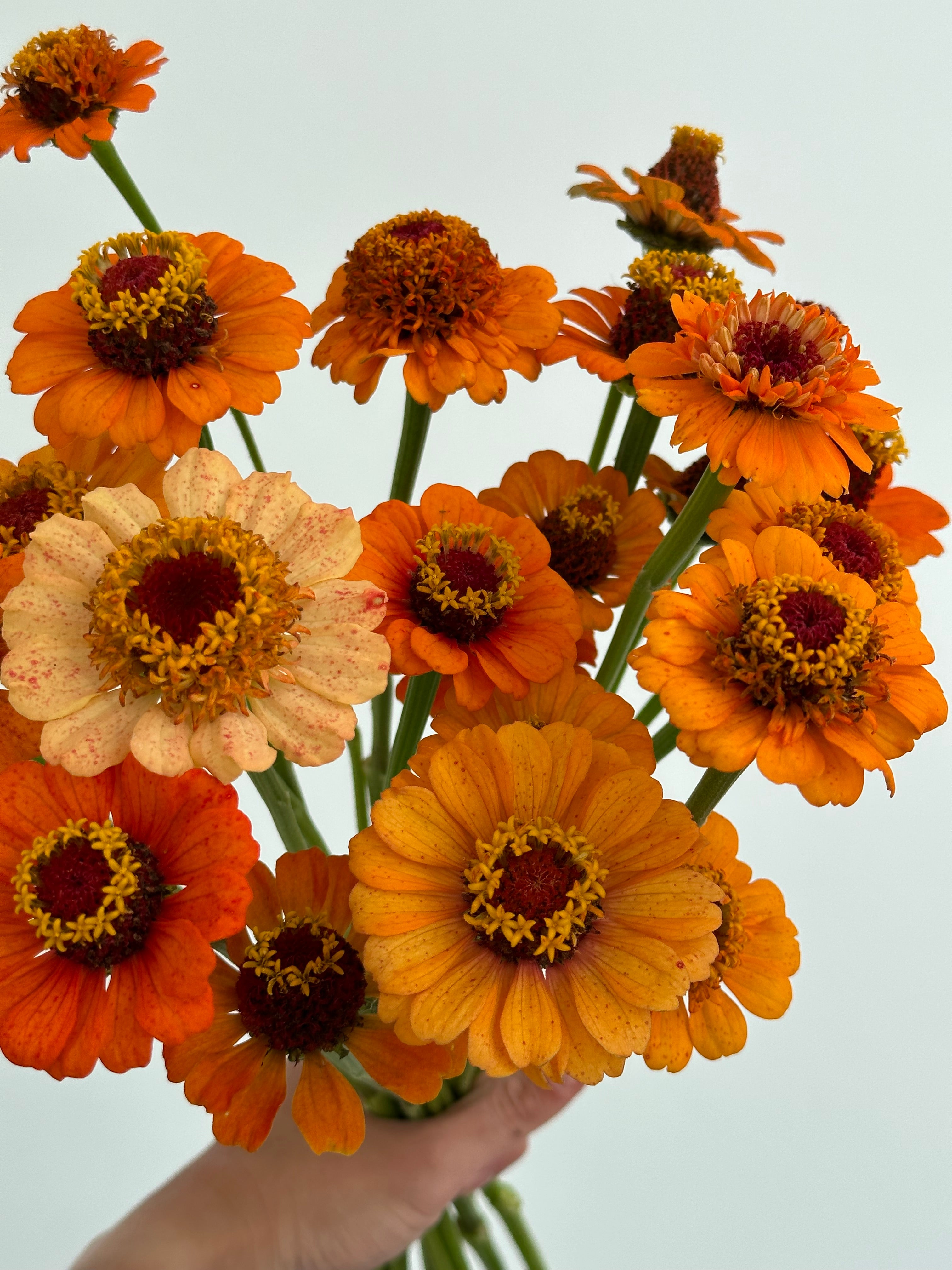 Zinnia Zinderella Orange