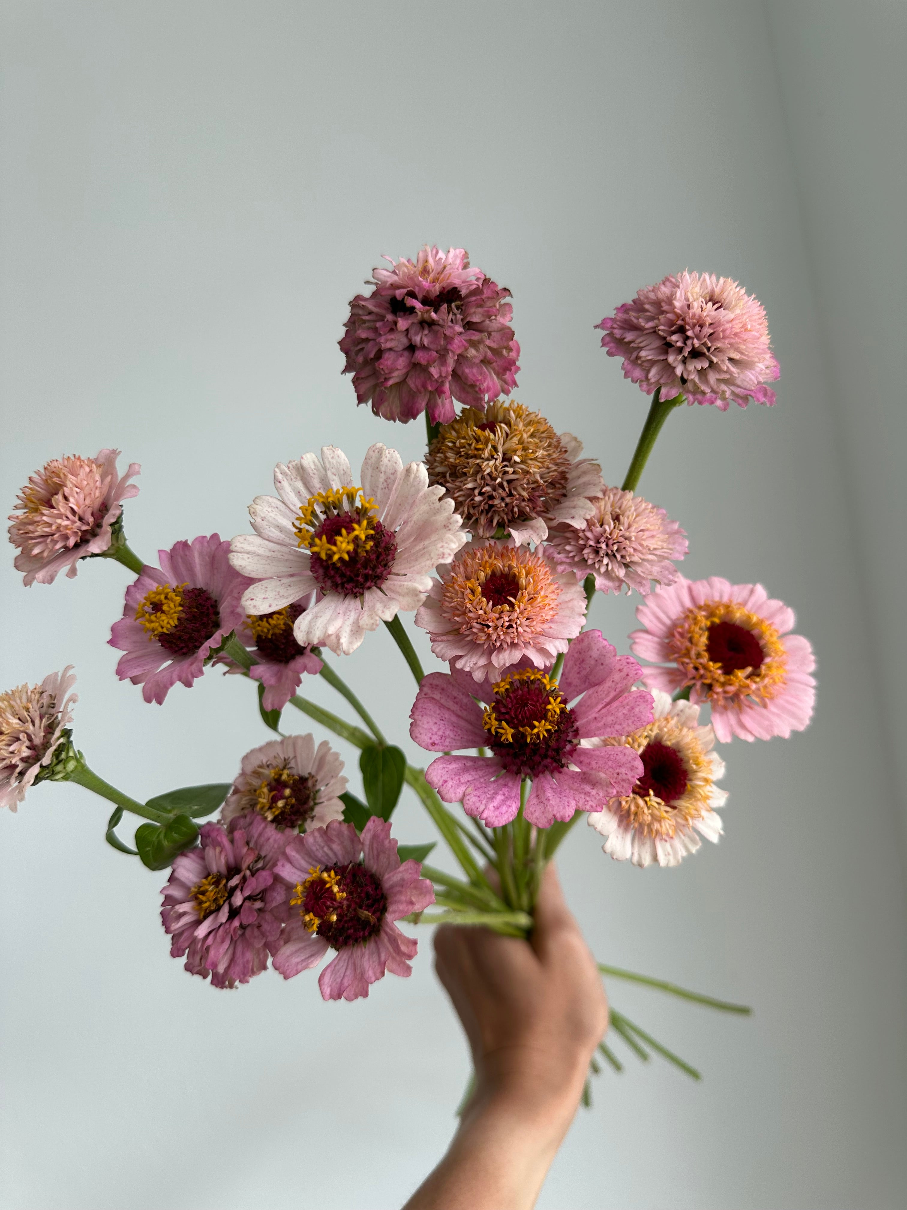 Zinnia Zinderella Lilac