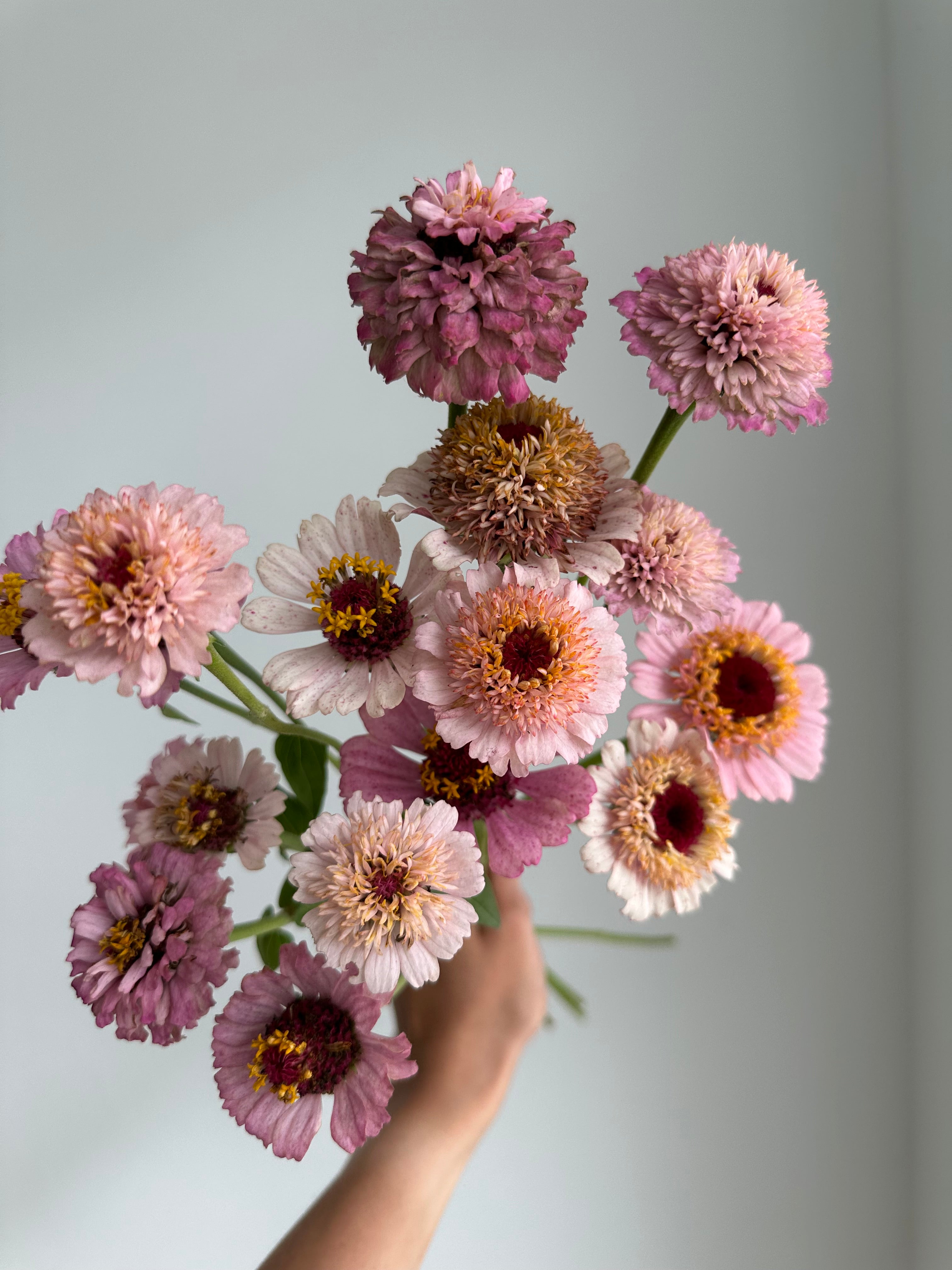 Zinnia Zinderella Lilac