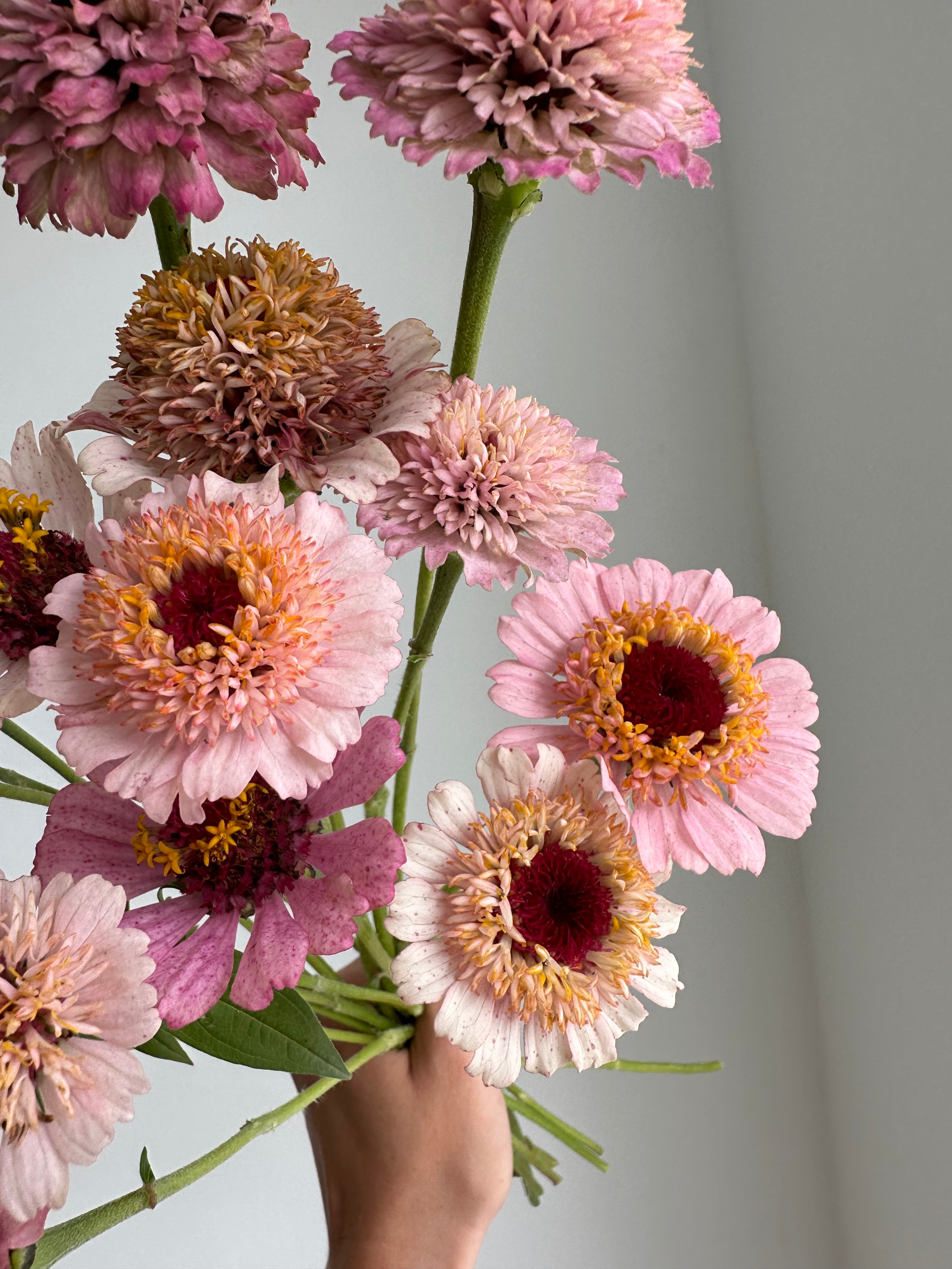 Zinnia Zinderella Lilac