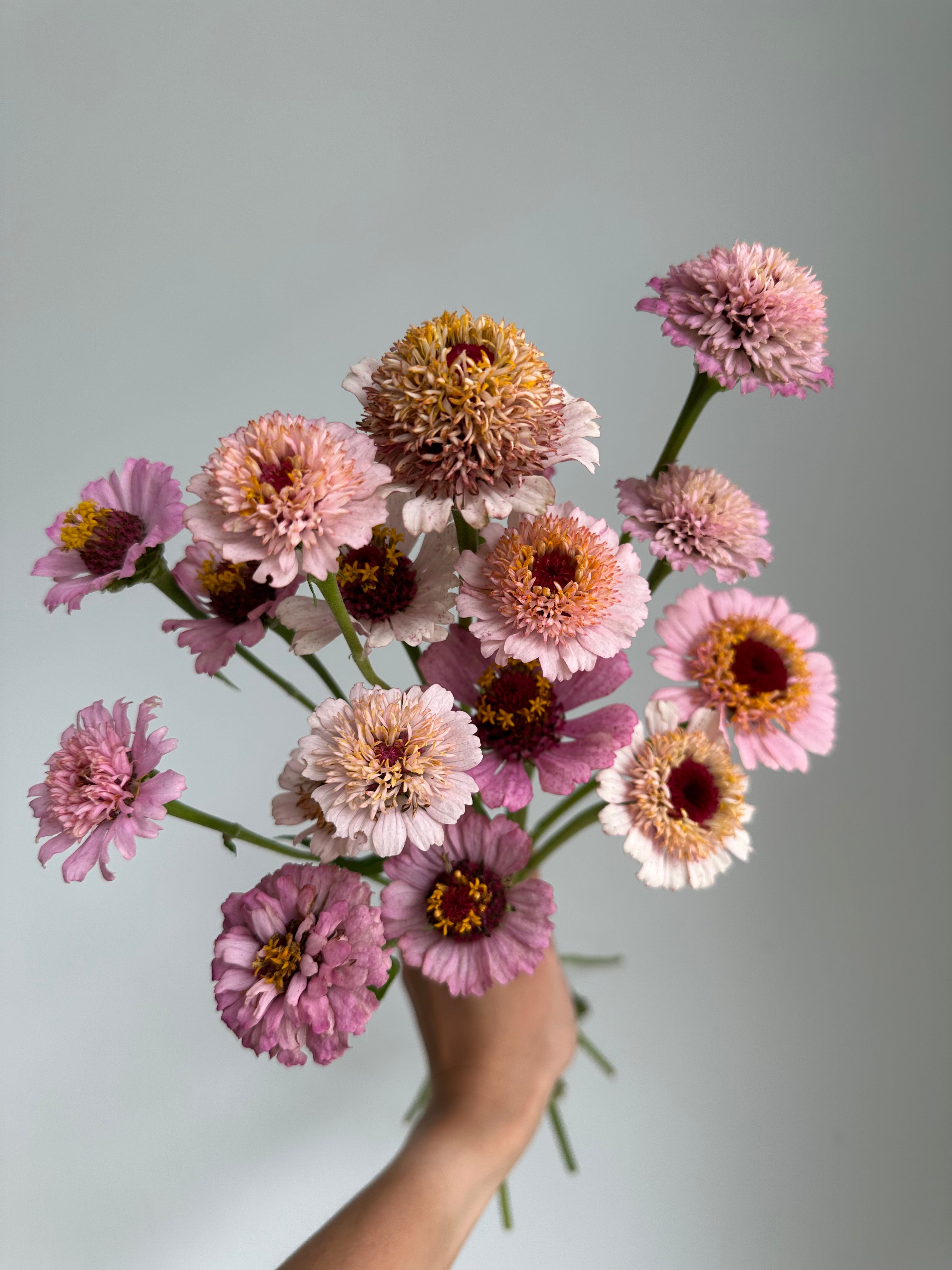 Zinnia Zinderella Lilac