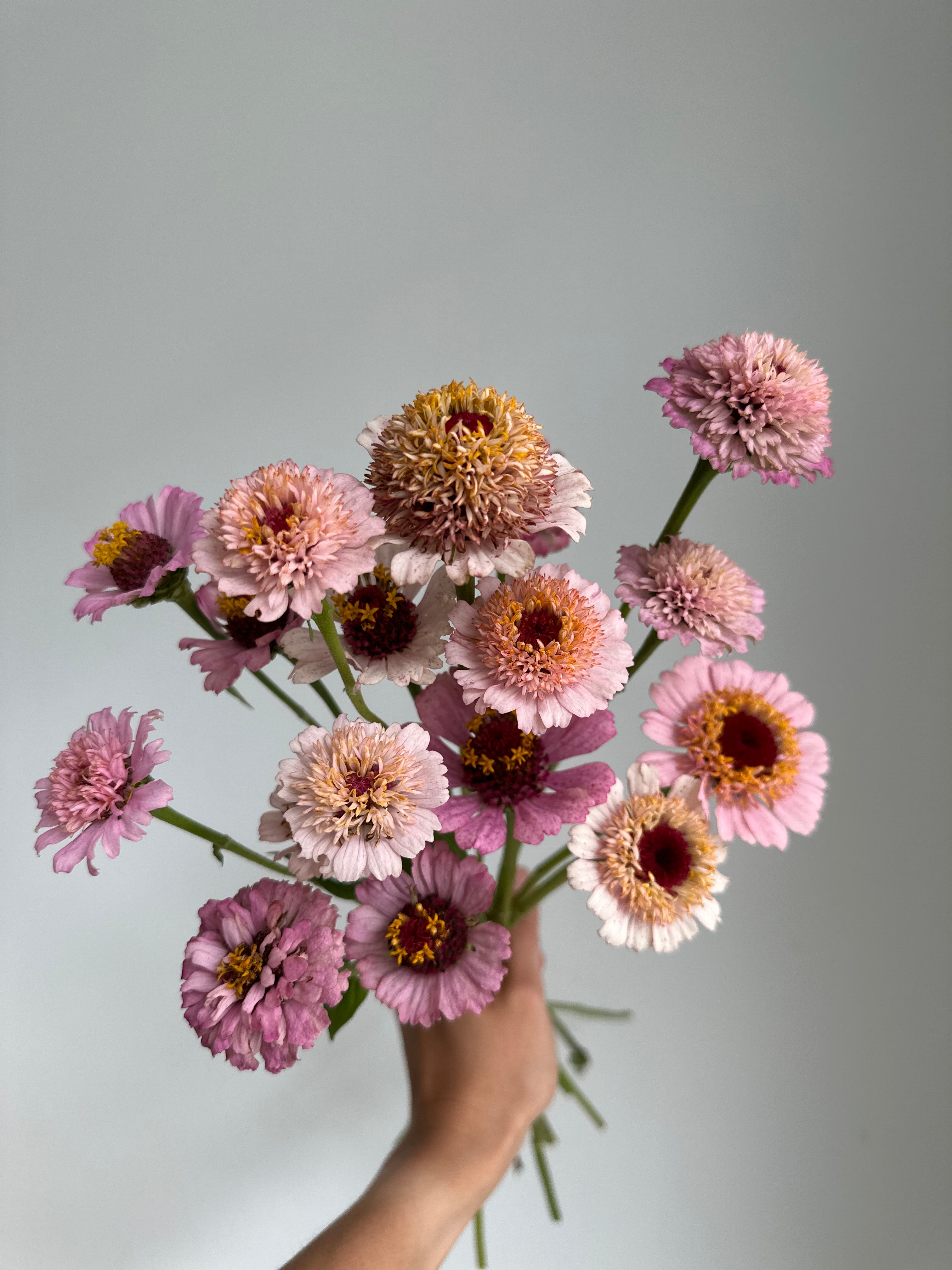 Zinnia Zinderella Lilac
