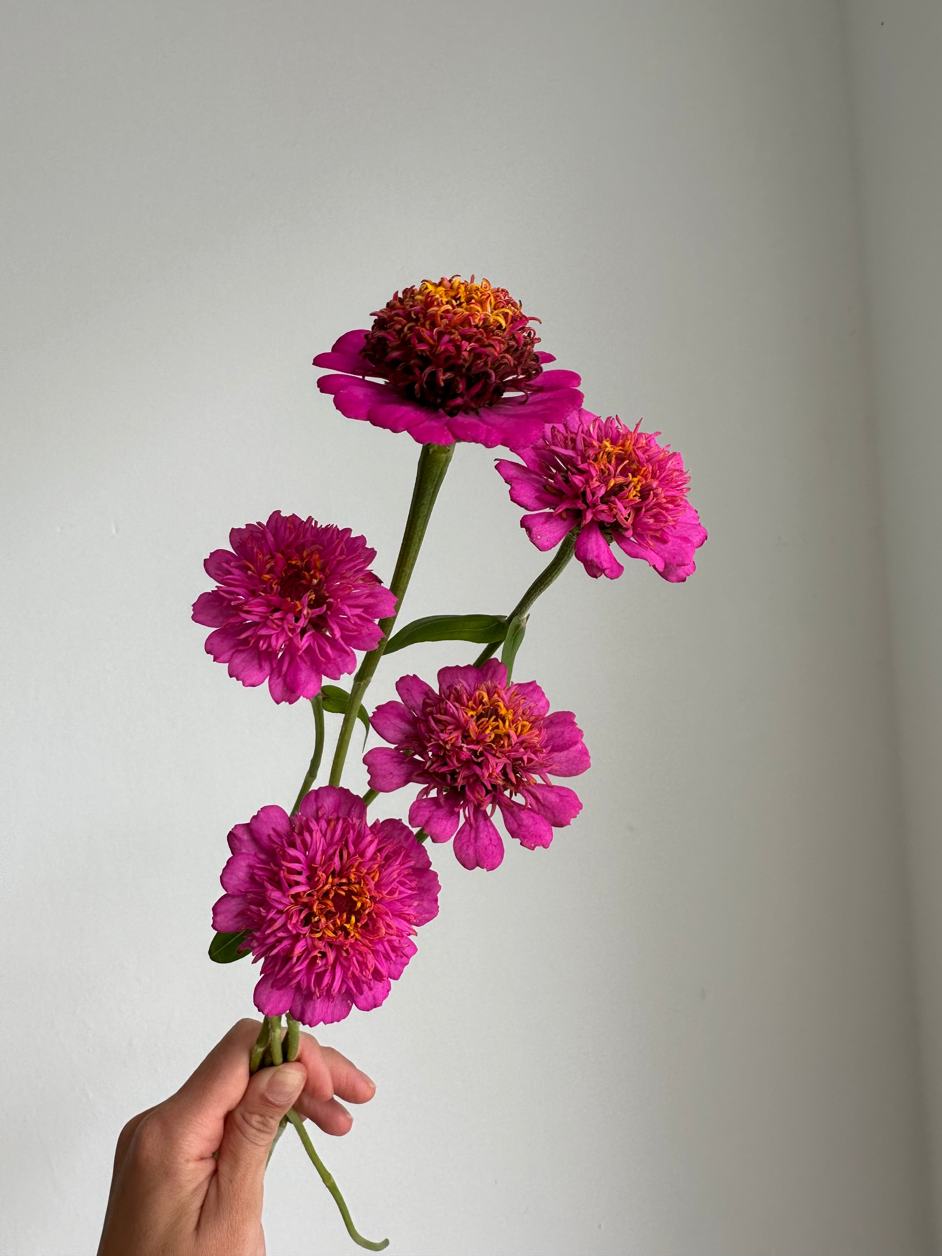 Zinnia Zinderella Purple
